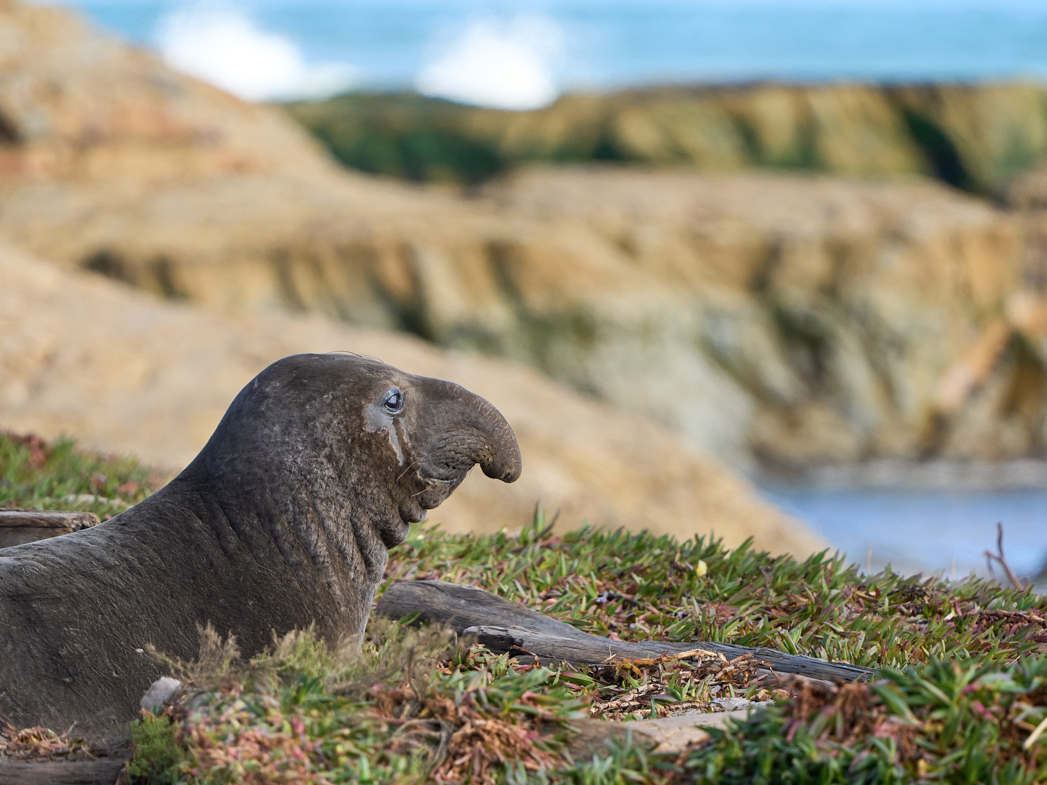 Young Elephant Seal at Point Reyes