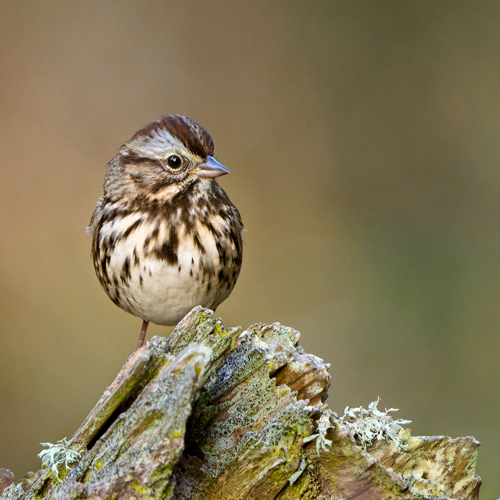 Confiding Song Sparrow