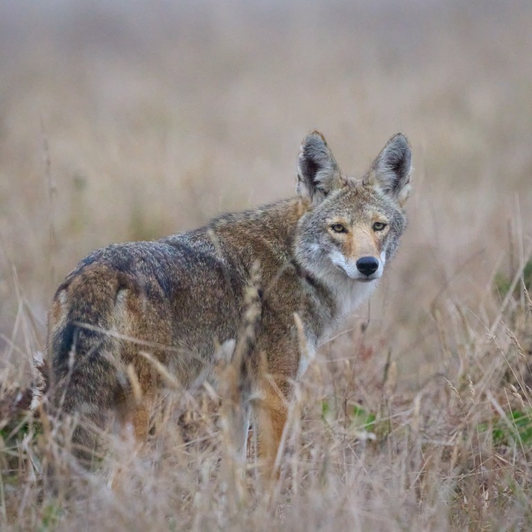 Close Encounter for a Coyote - Jacques Fortier Photography