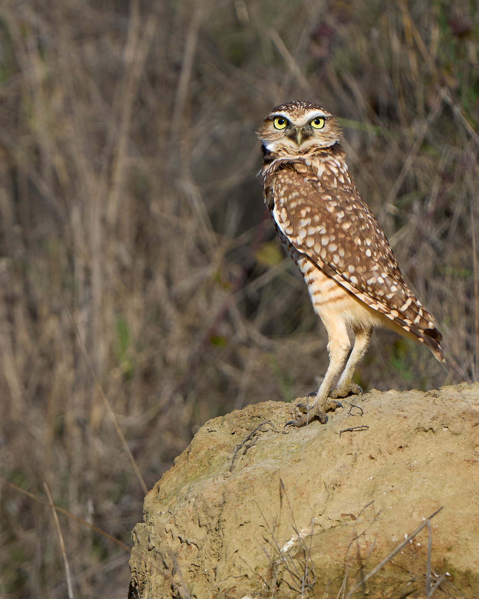 Burrowing Owl Surprise
