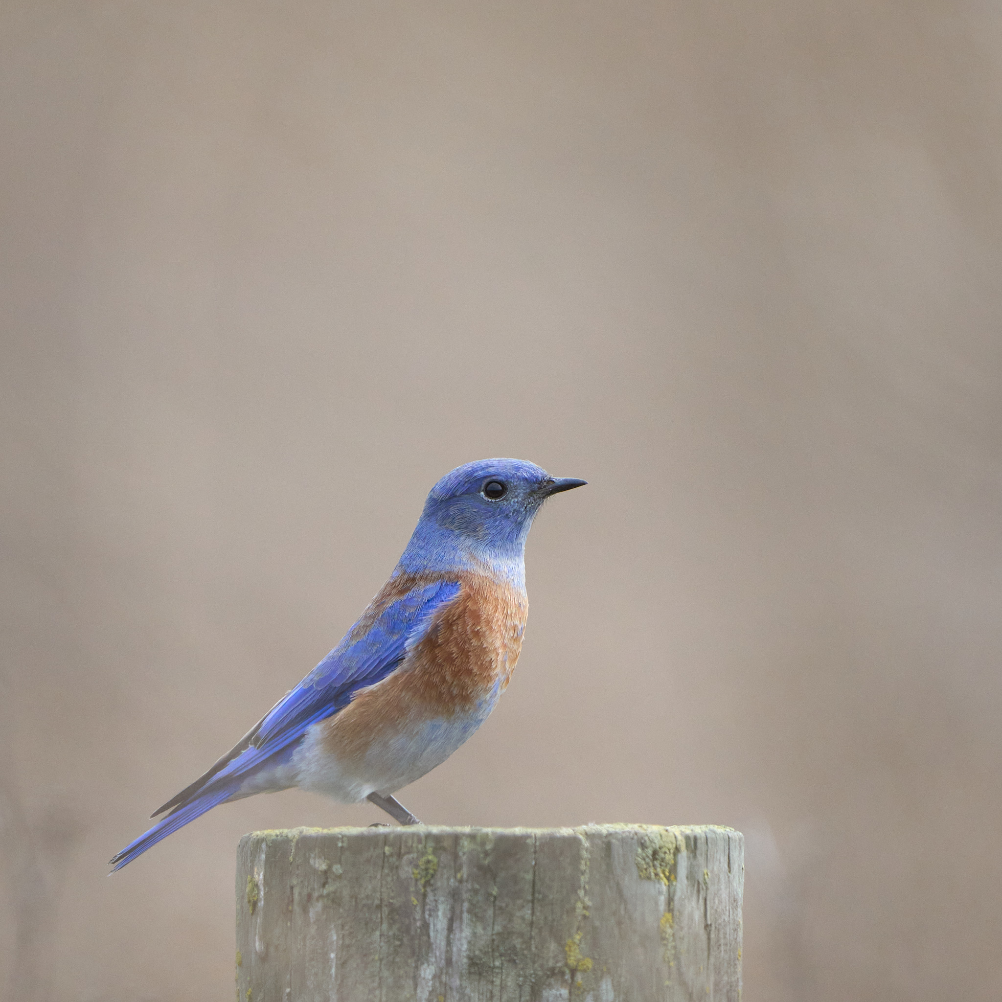 Western Bluebird