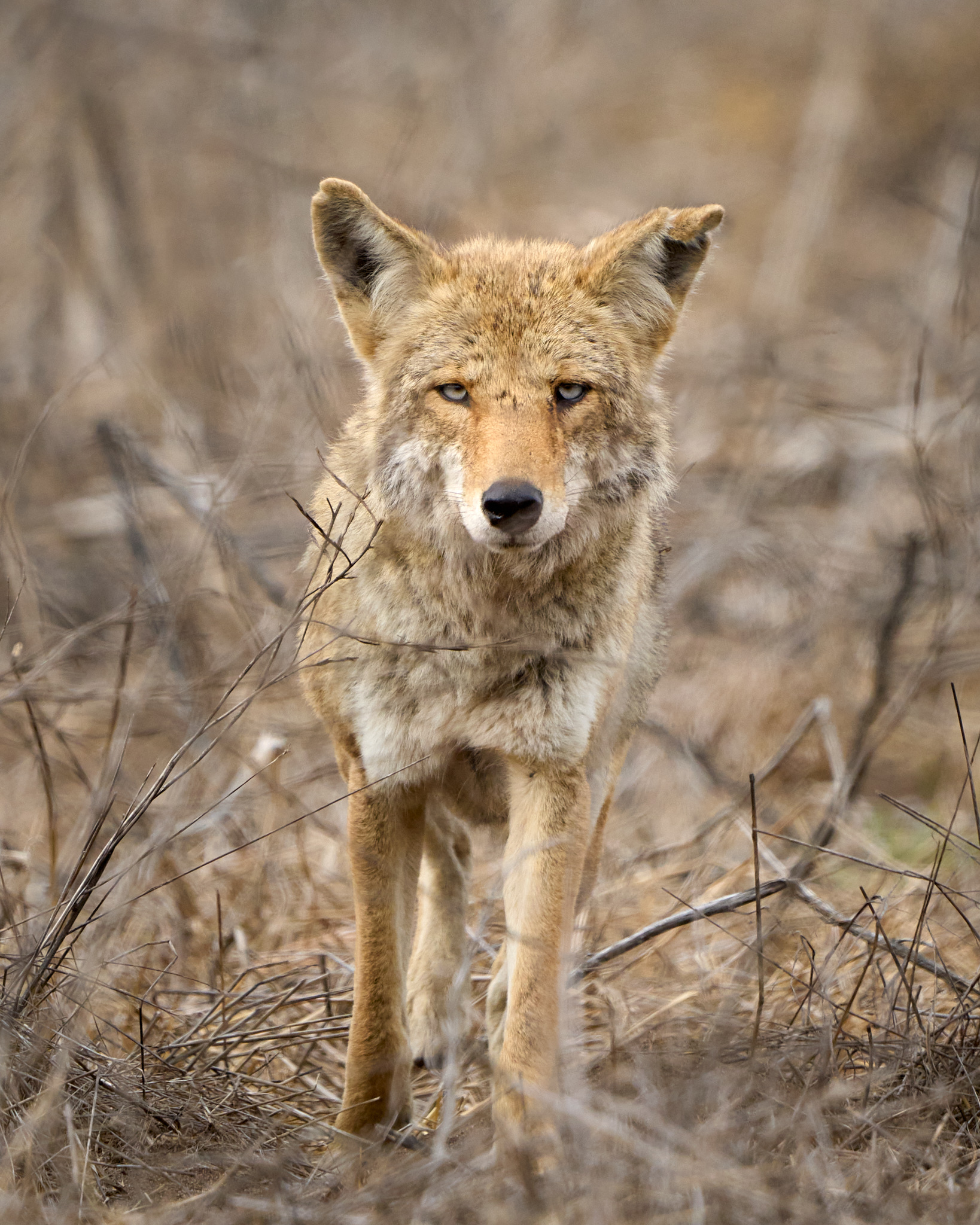Coyote One on One