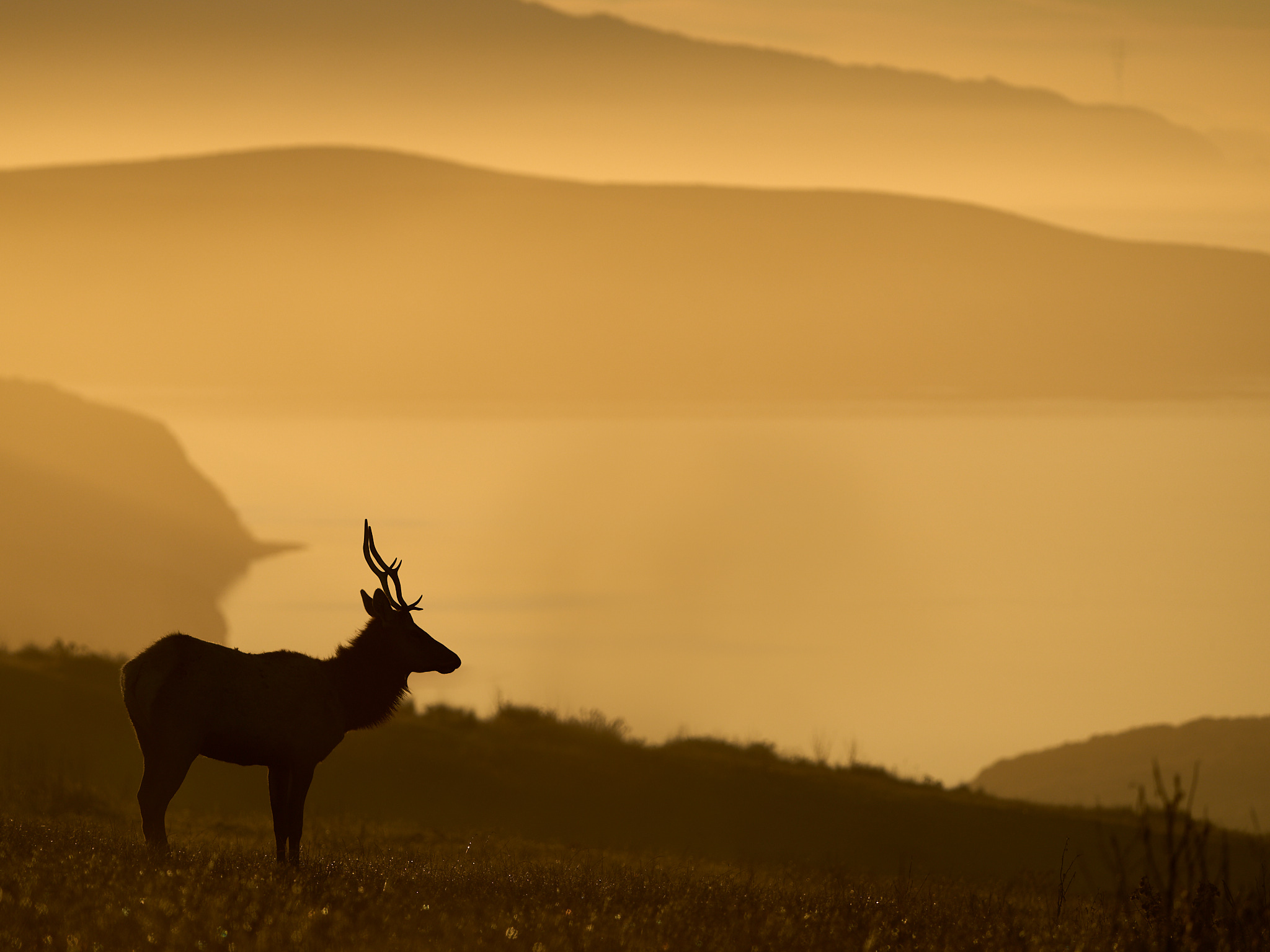Tule Elk Morning Scene