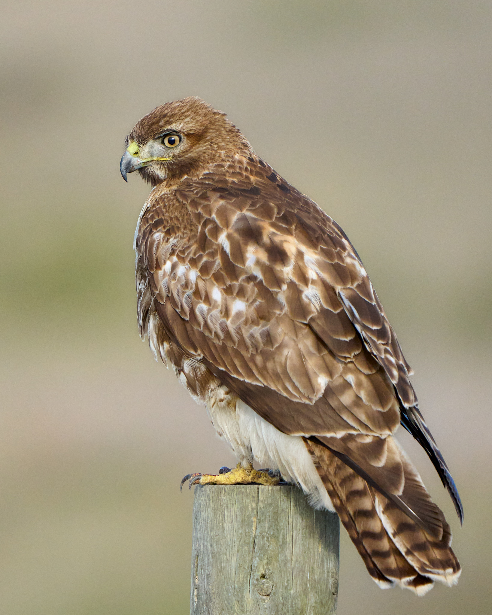 Juvenile Red-Tailed Hawk Portrait
