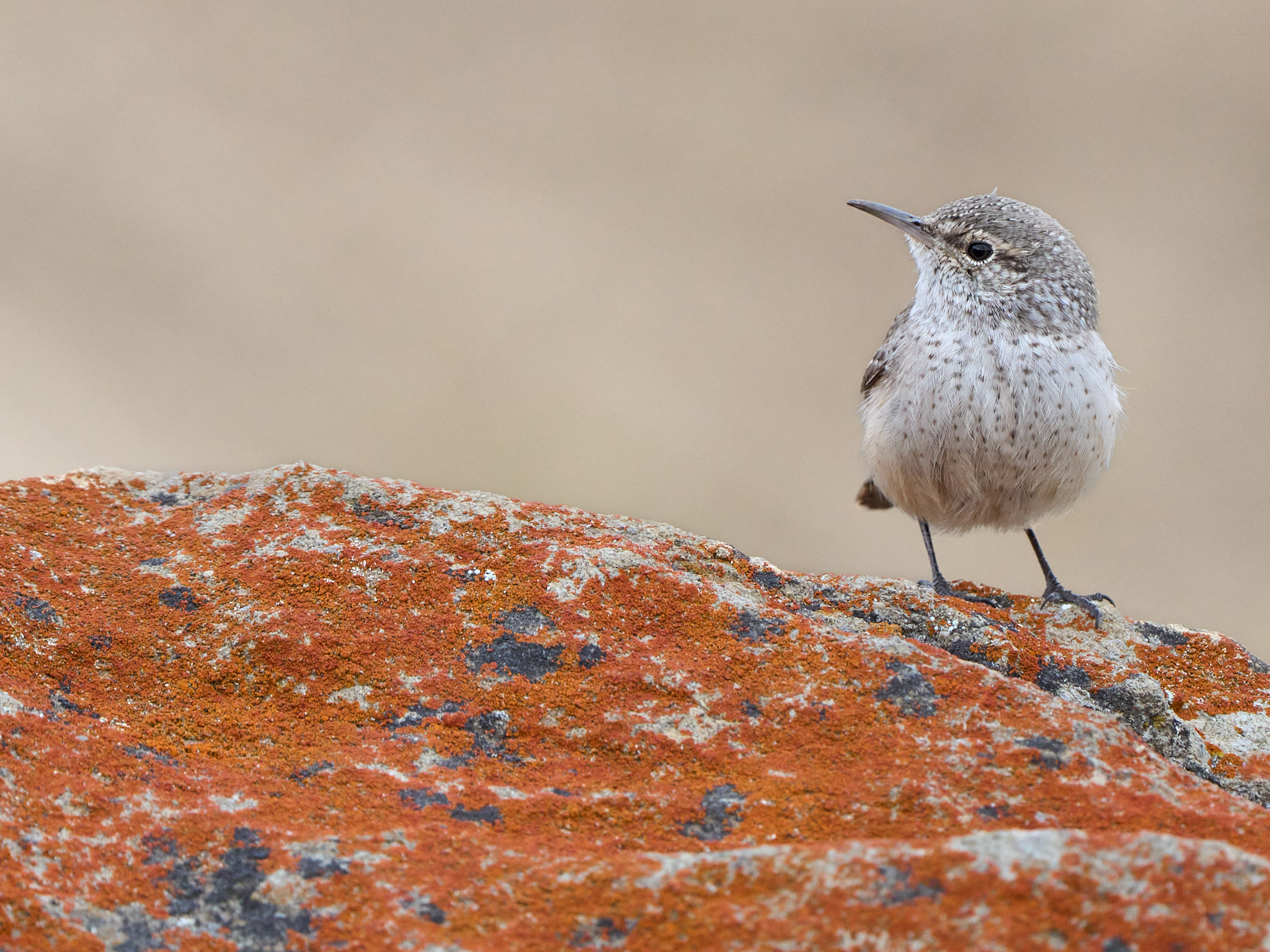 Rock Wren on a Rock