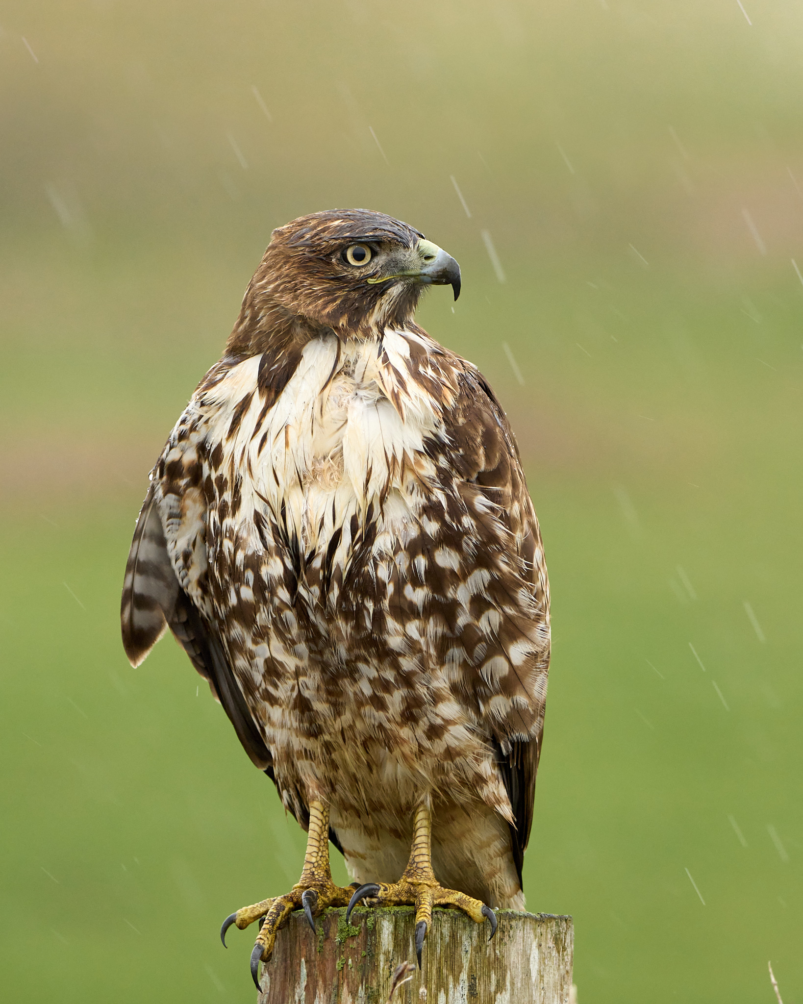 Red-Tailed Hawk in the Rain