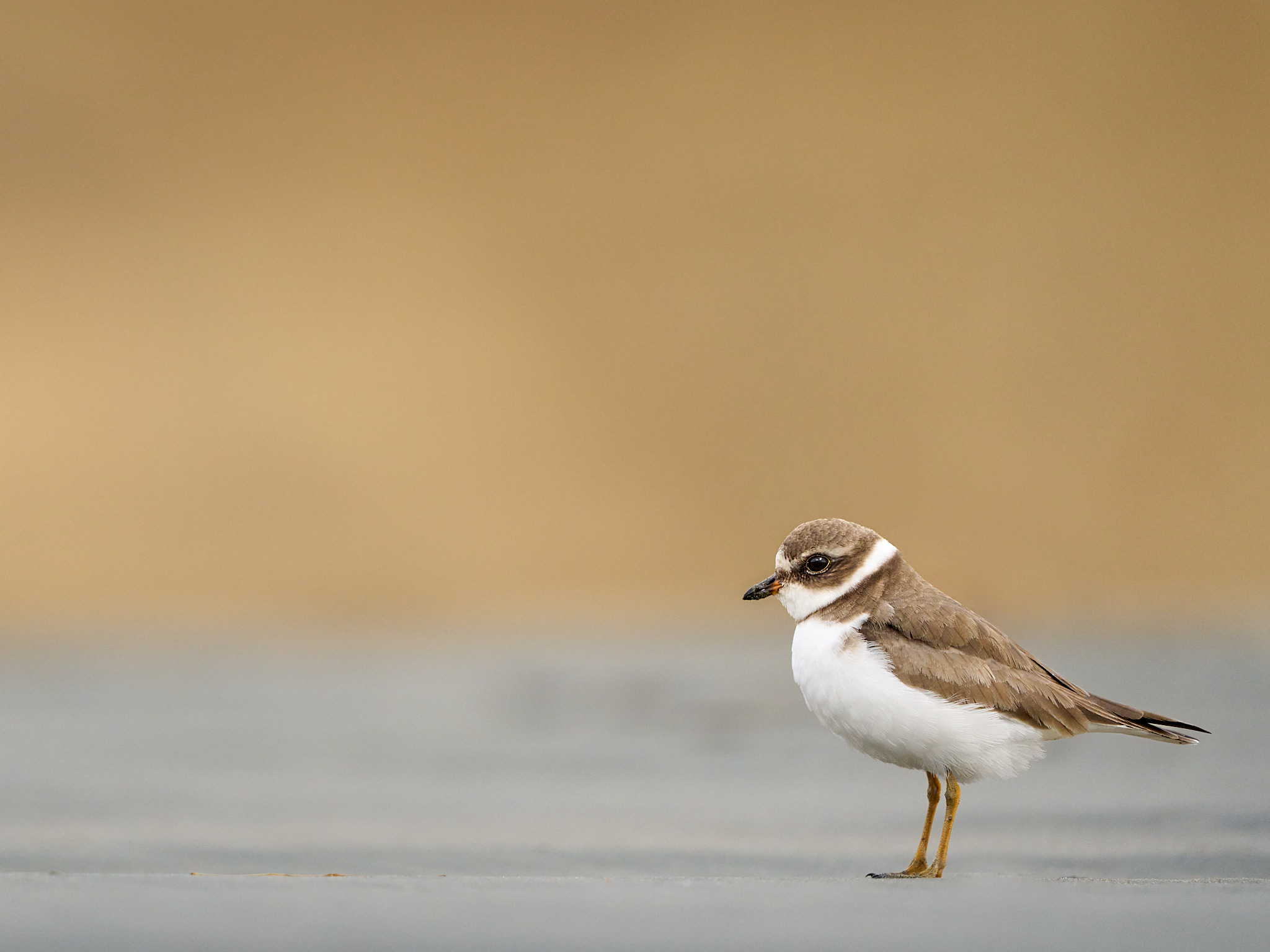 Semipalmated Plover