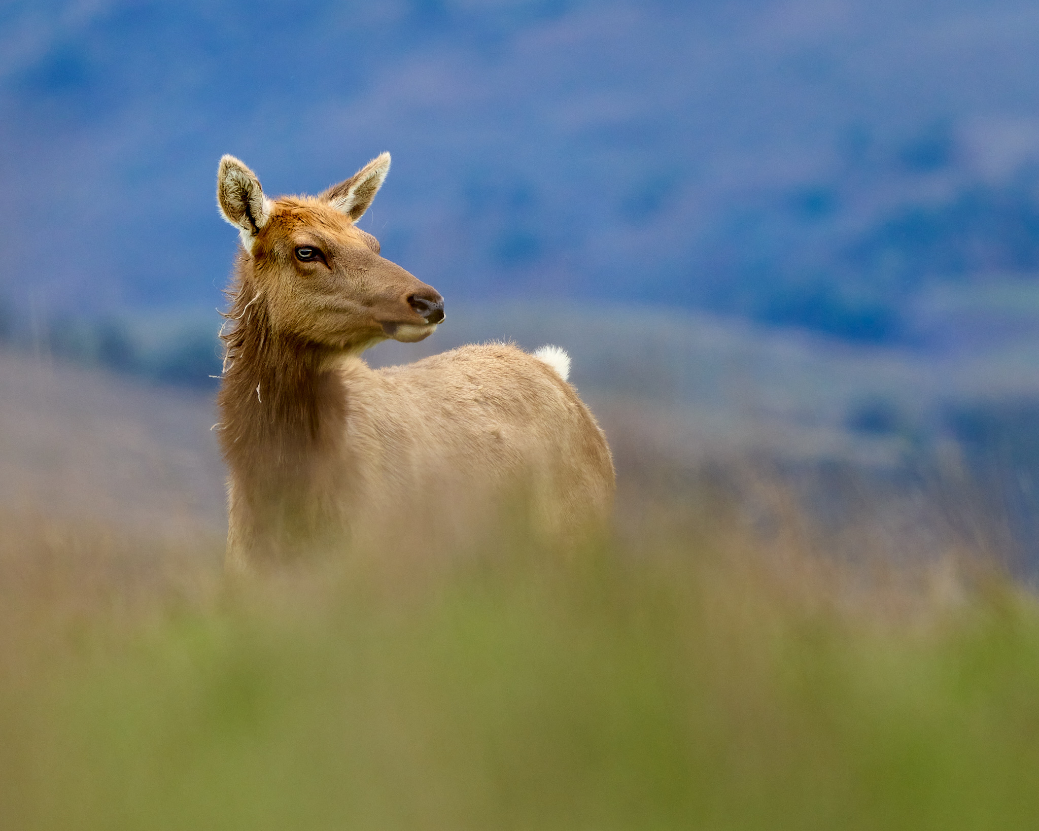 Tule Elk Cow