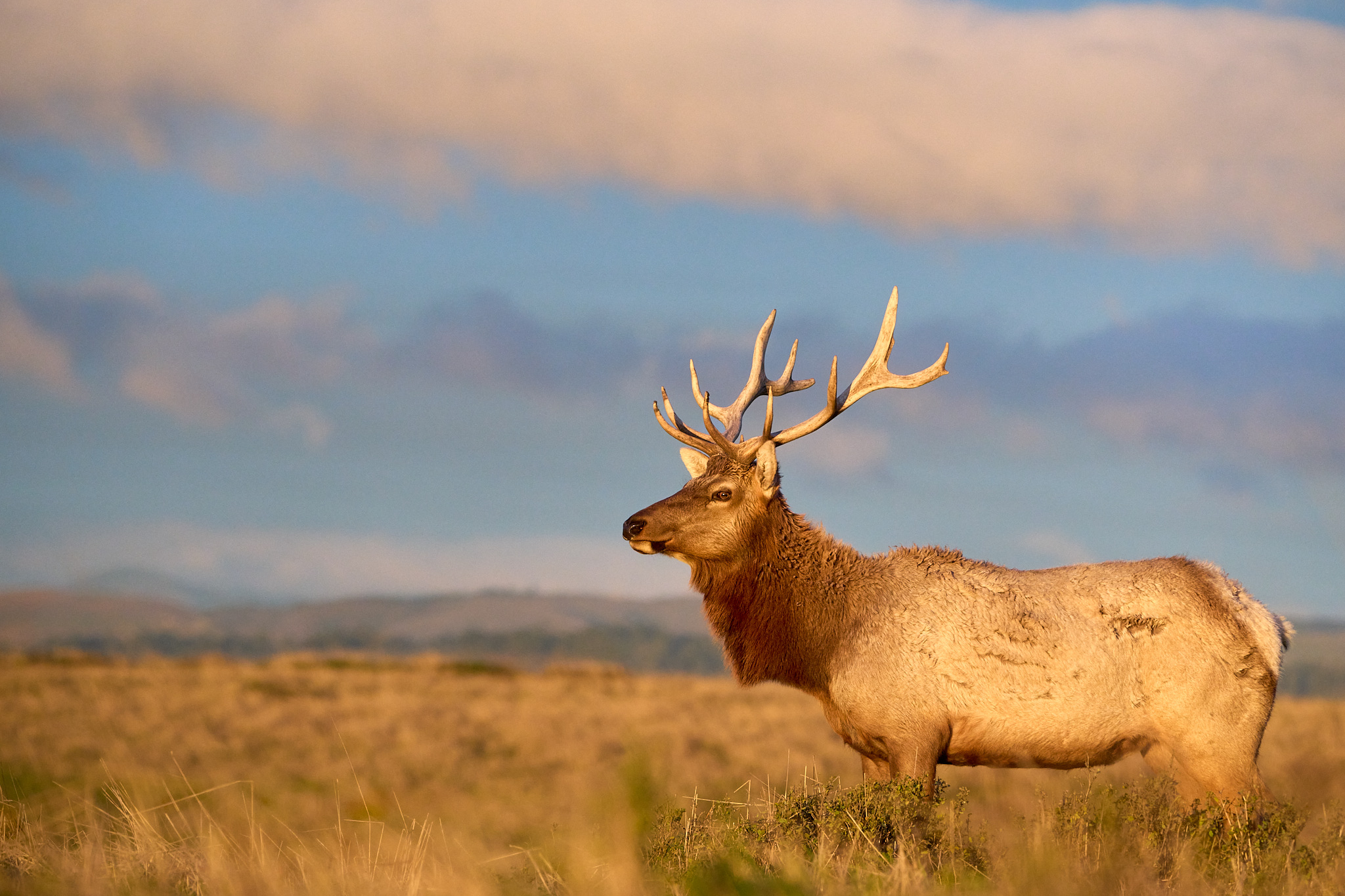 Tule Elk Sunset Scene