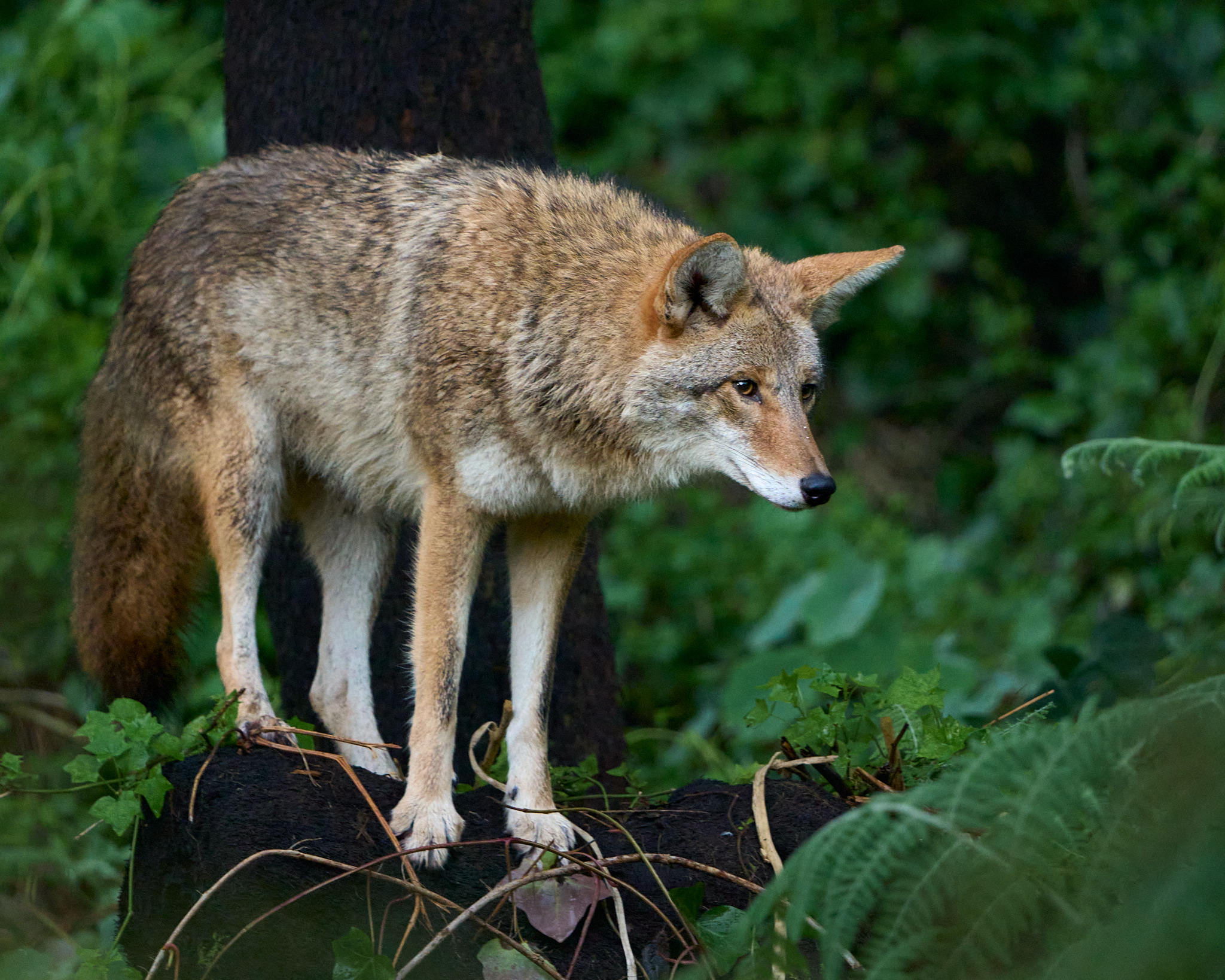Perching Coyote