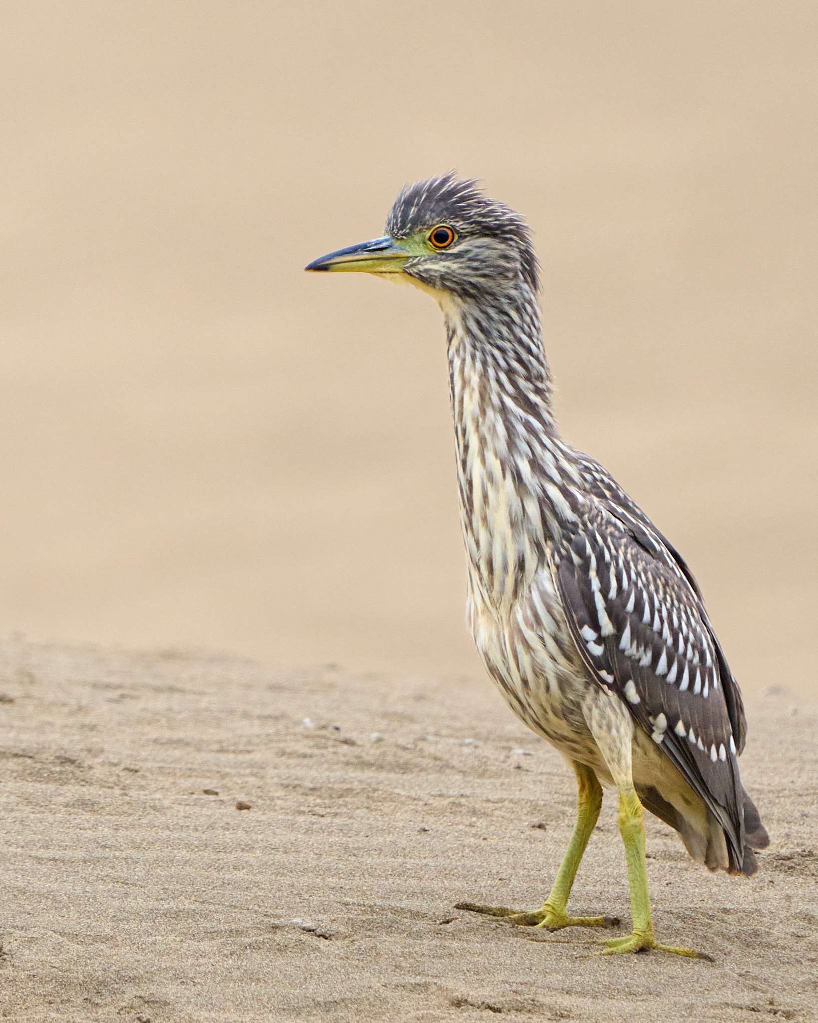 Juvenile Black-Crowned Night Heron