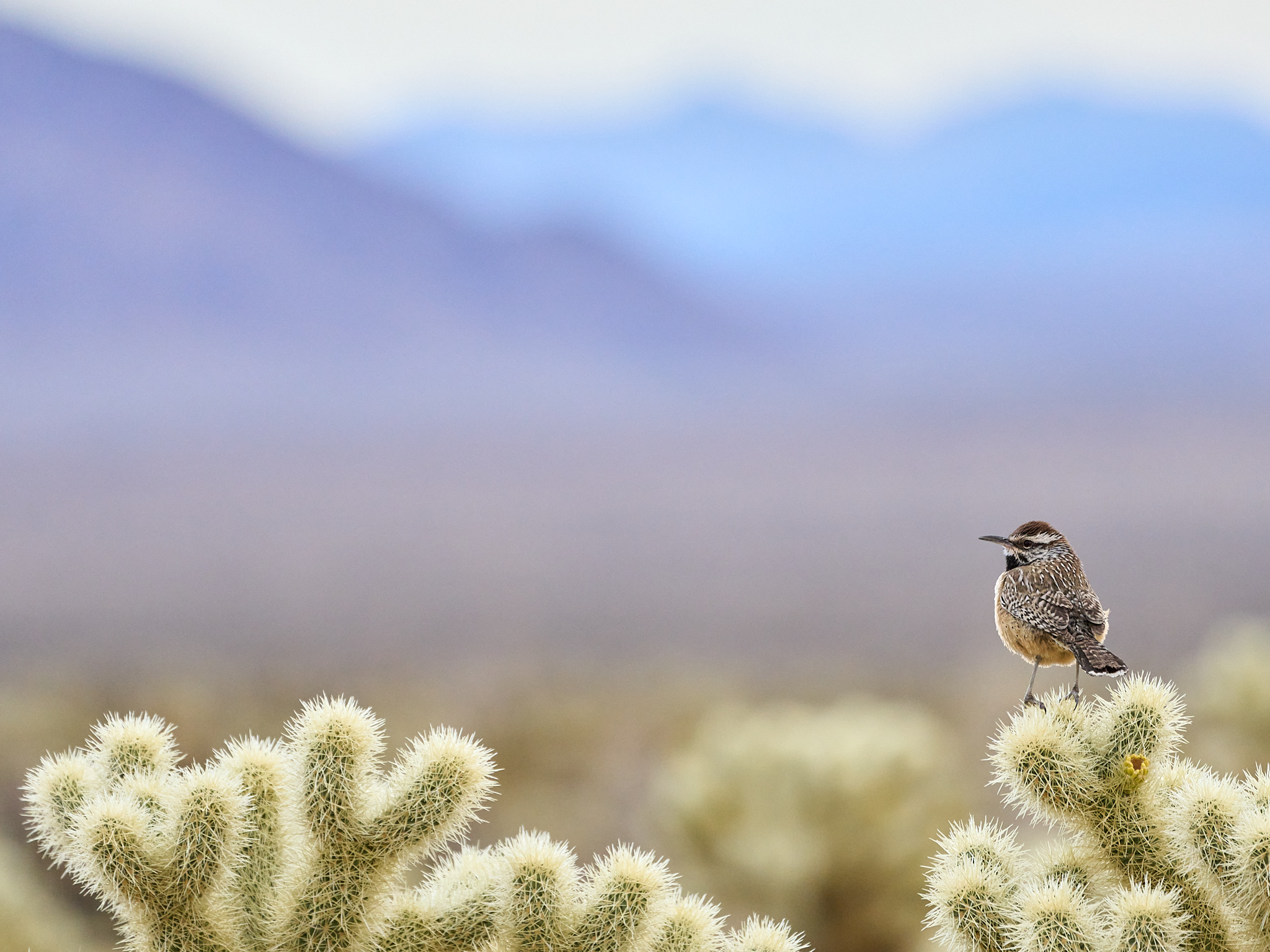 Cactus Wren