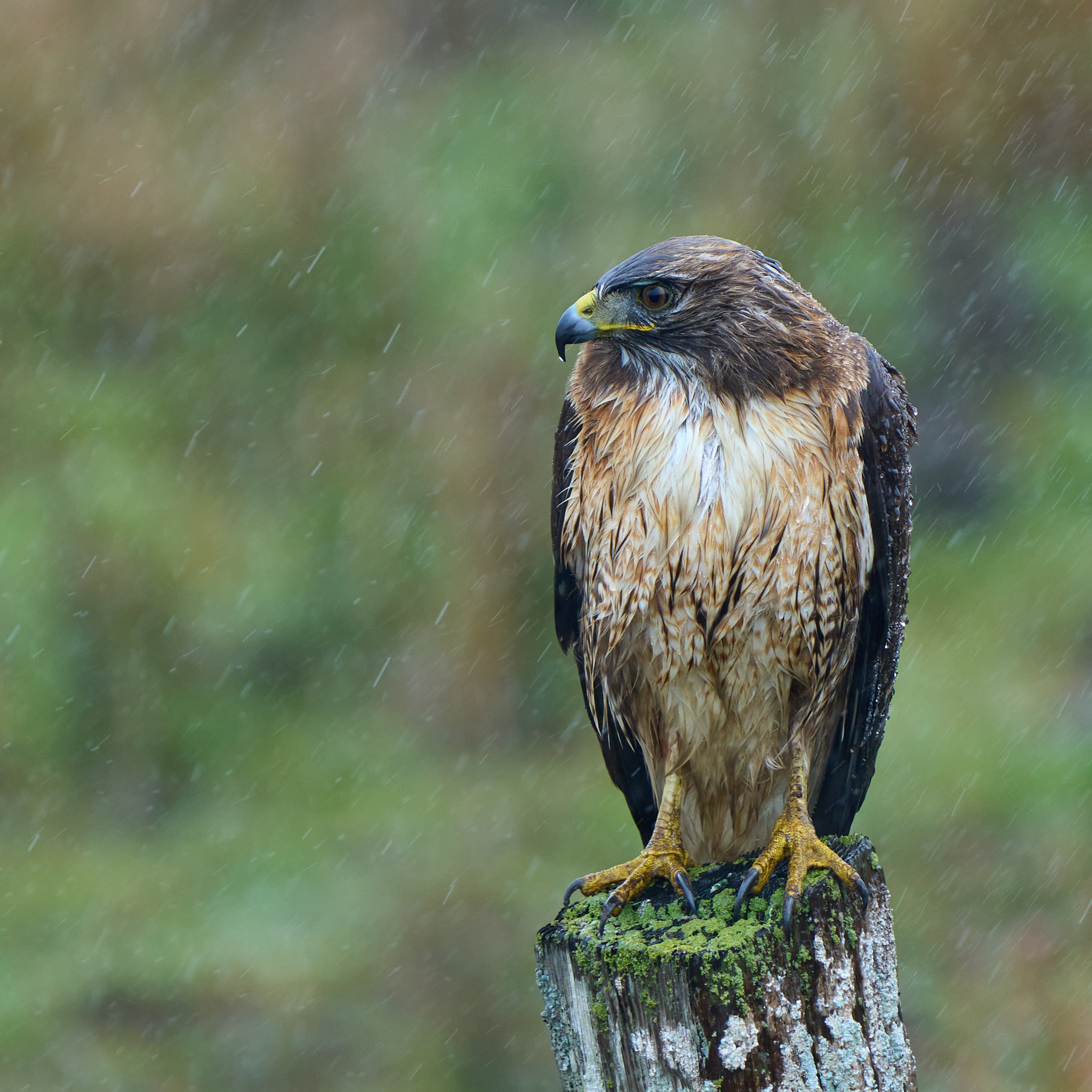 Rainy Hawk Anniversary