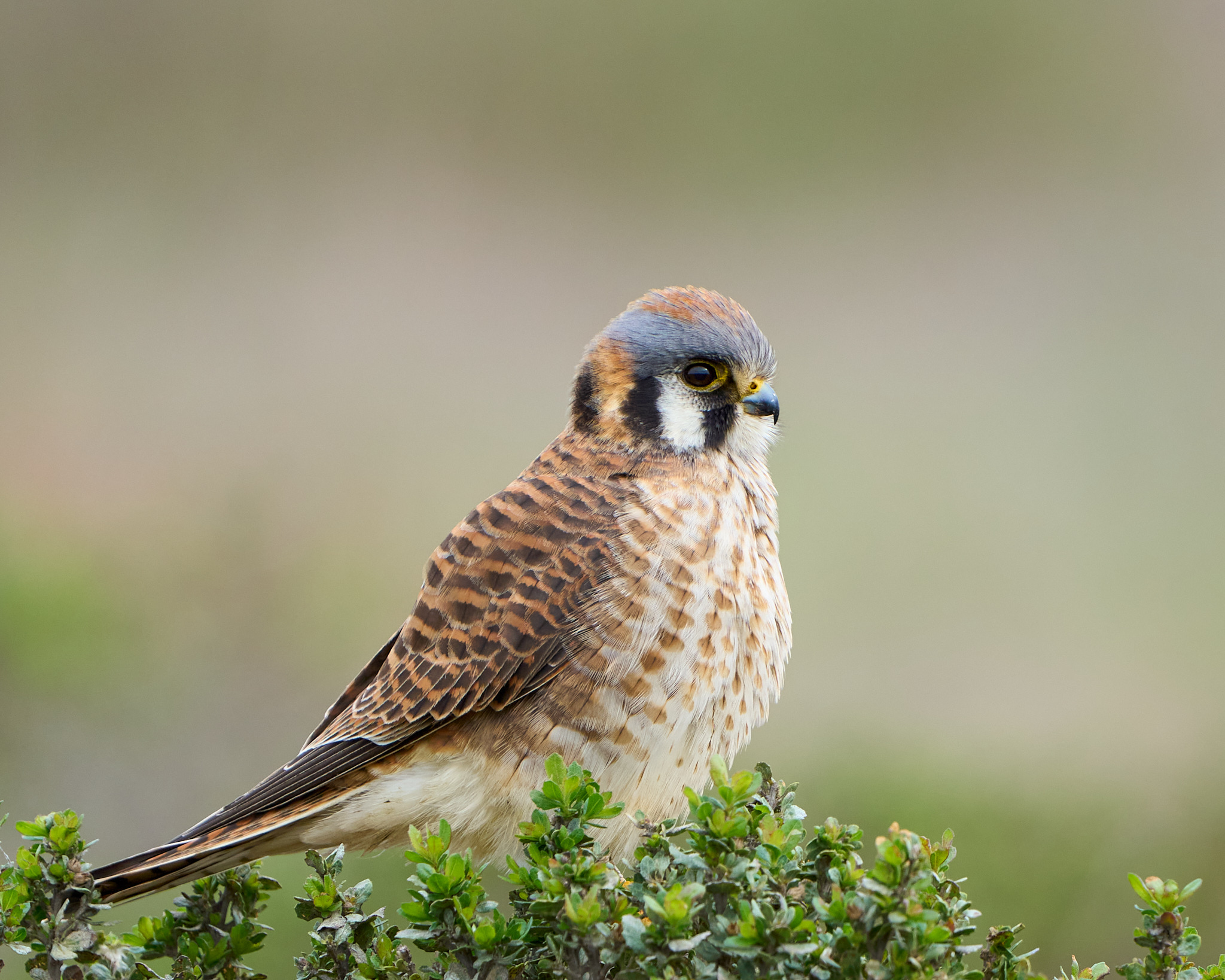 Kestrel on a Bush