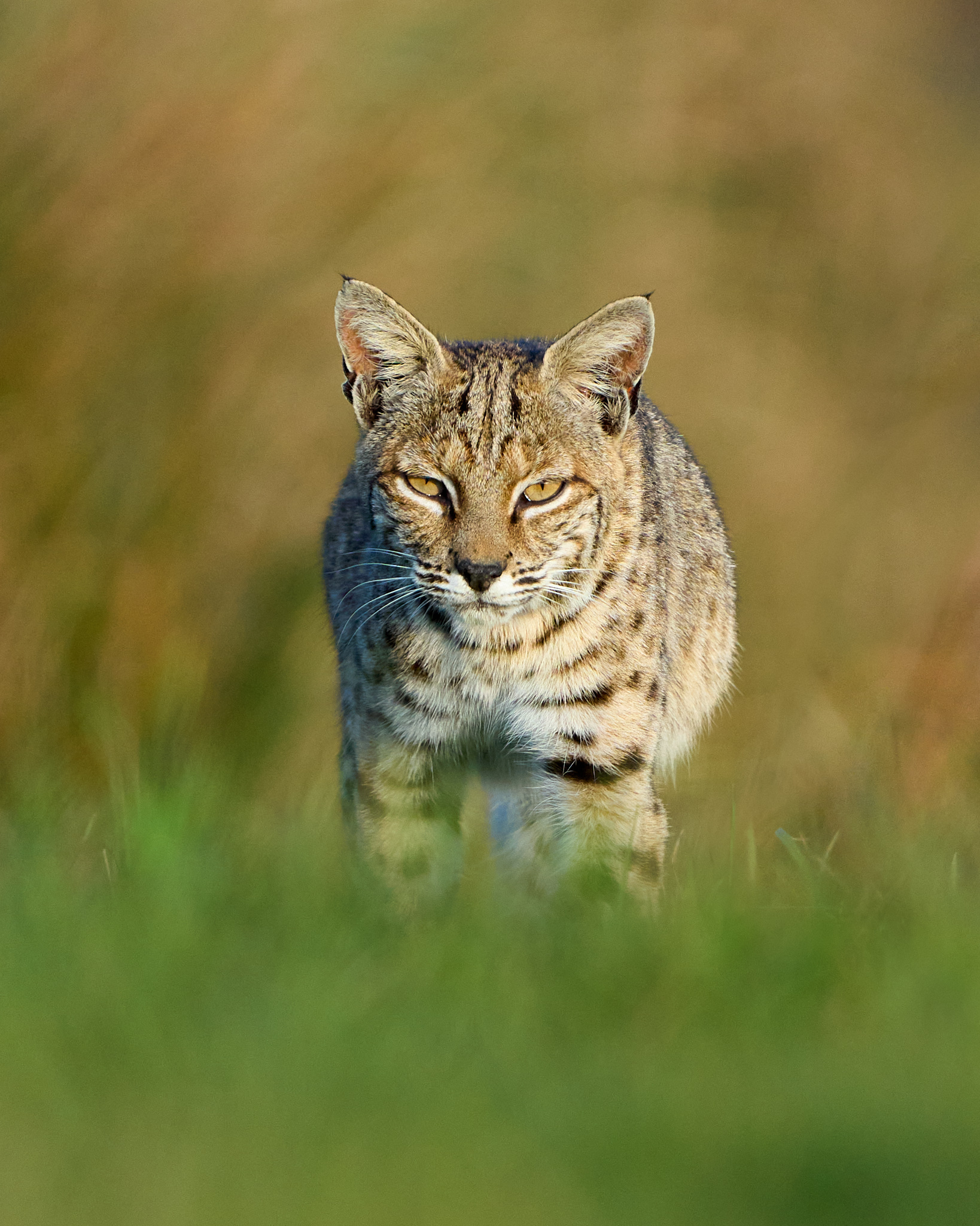 Bobcat Stalking