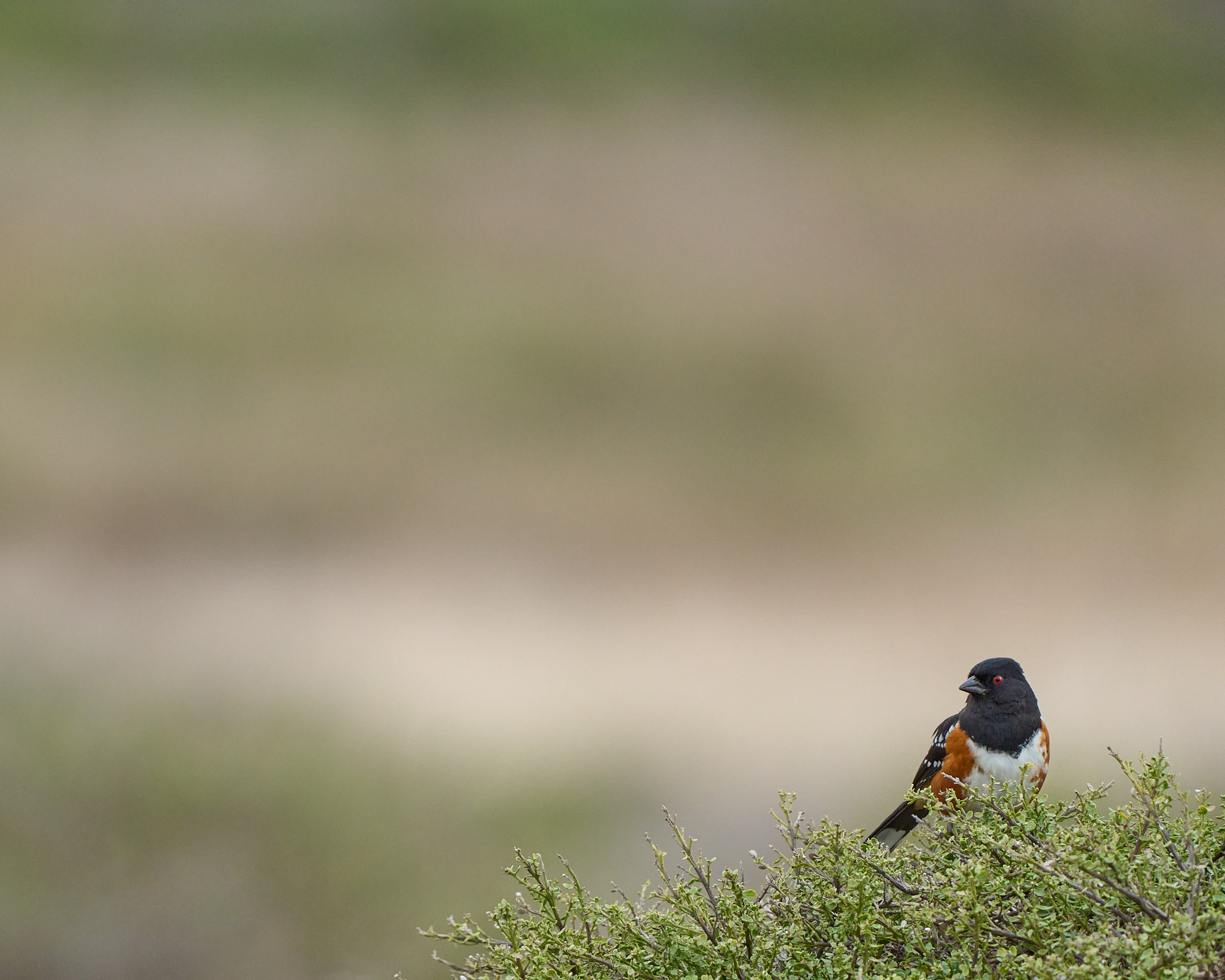 Spotted Towhee