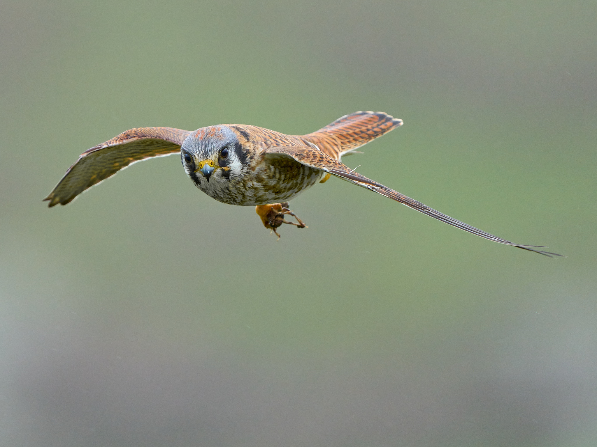 American Kestrel With Prey