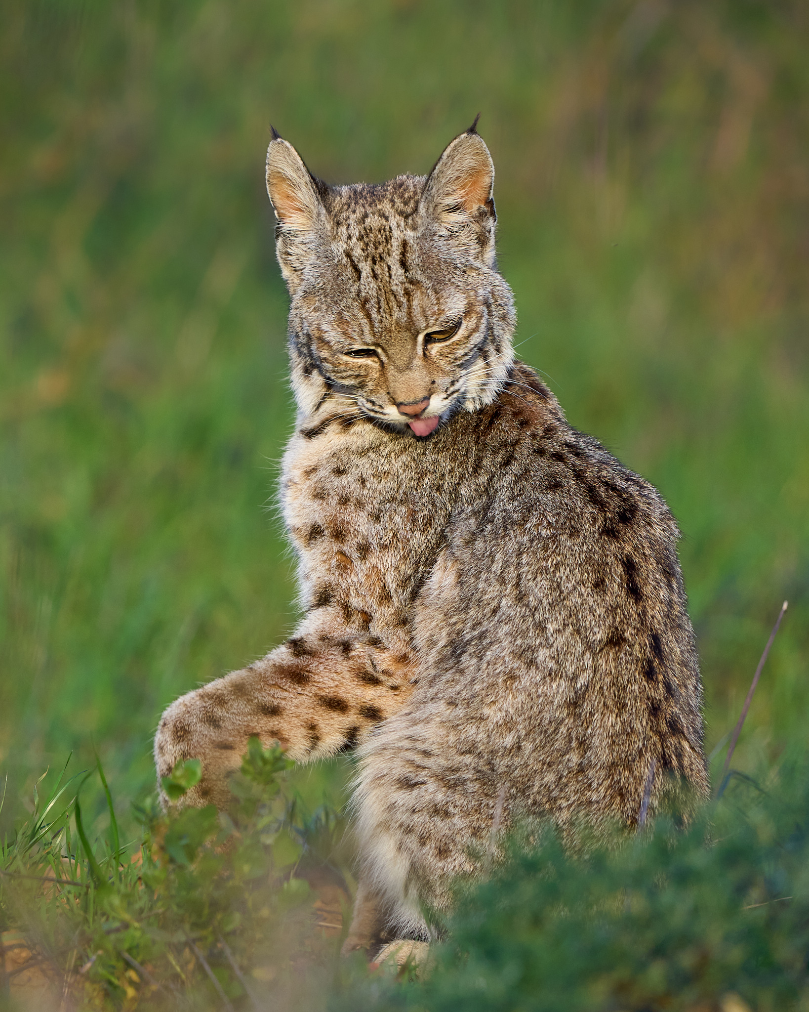 Bobcat Bath Time