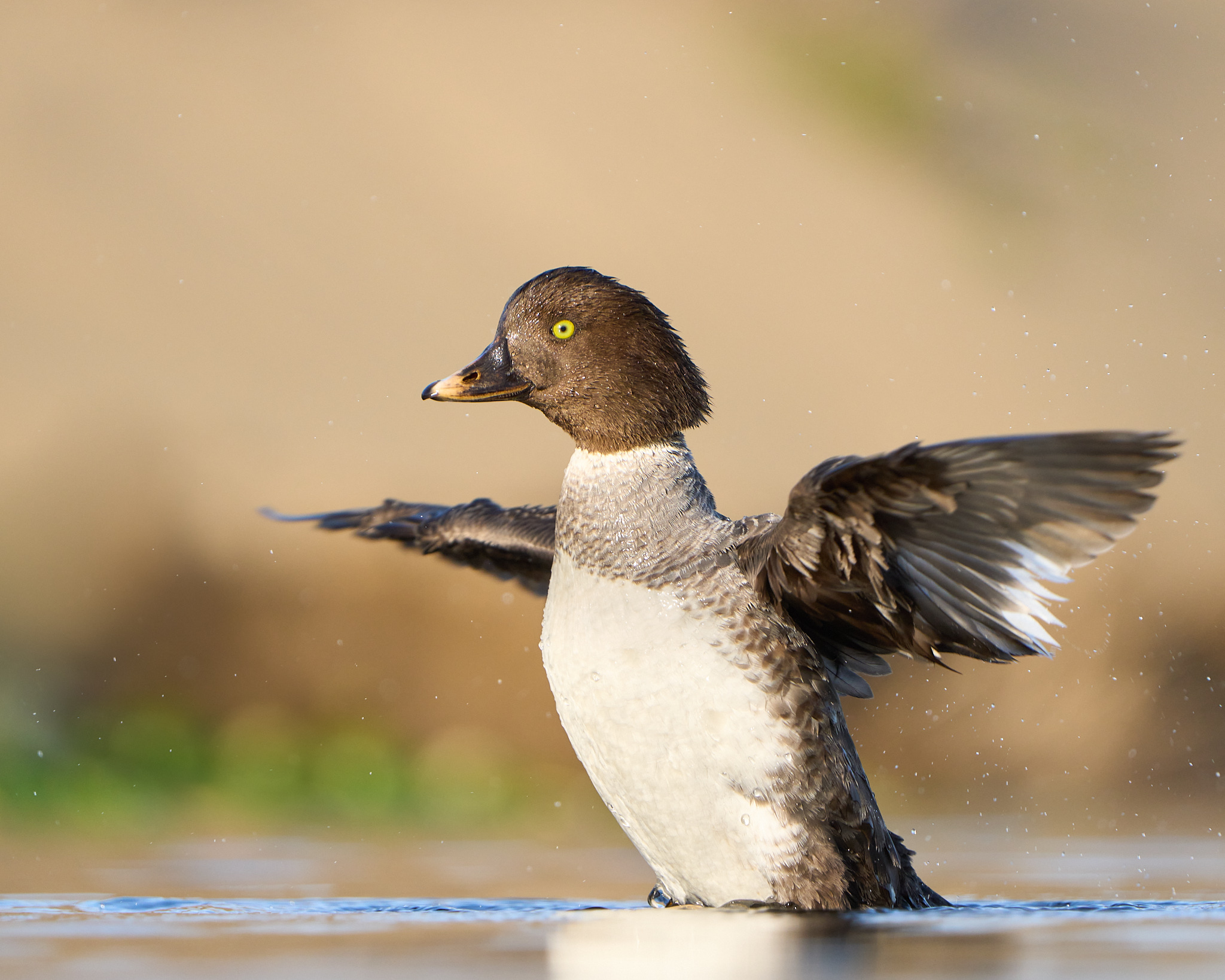 Common Goldeneye