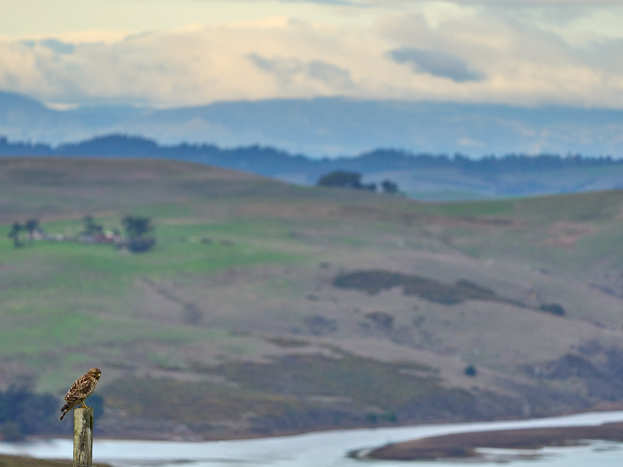 Red-Shouldered Hawk Vista