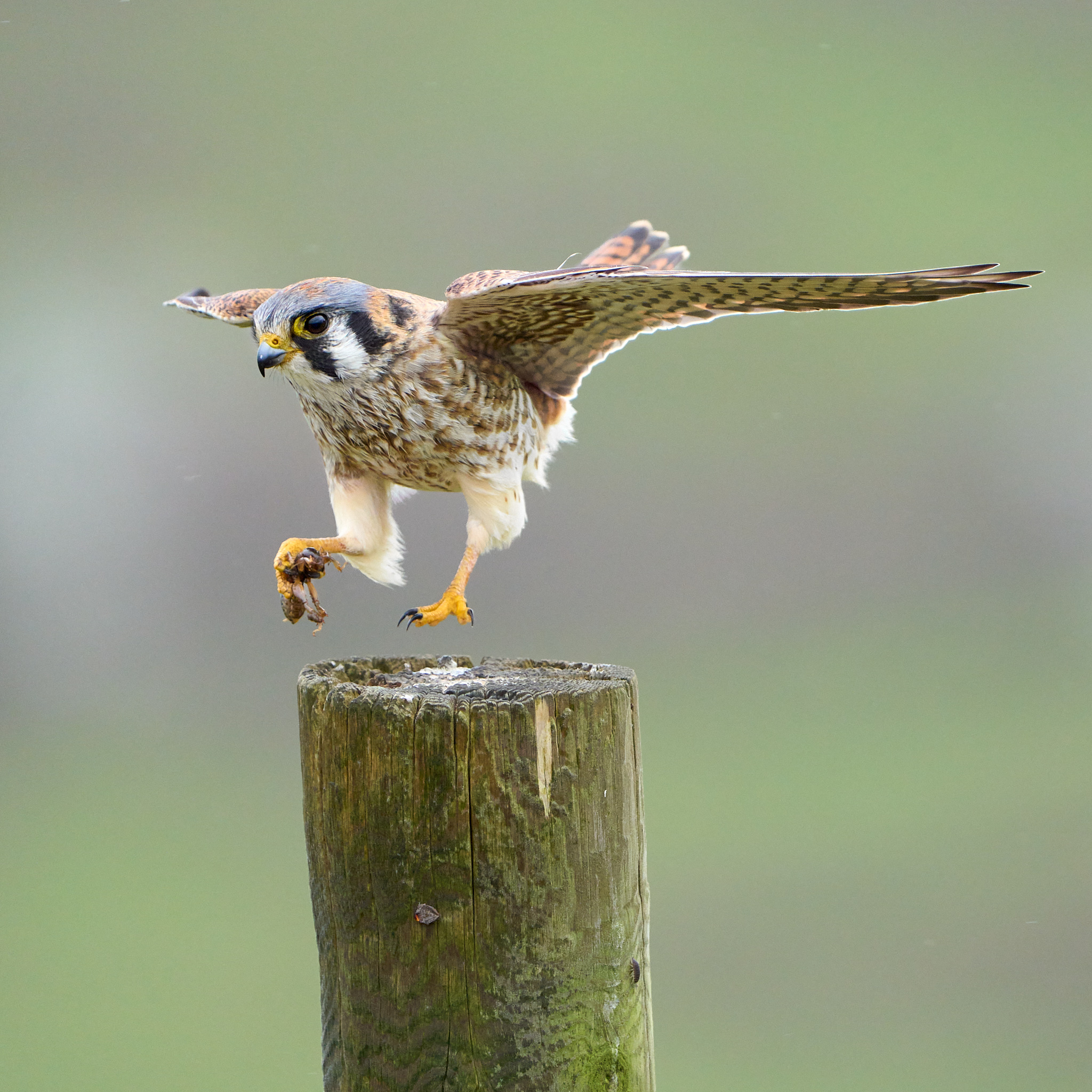 Kestrel Landing With Prey