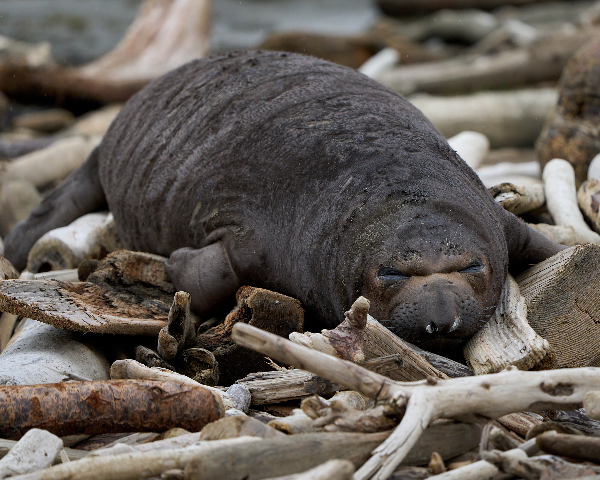Elephant Seal Crib