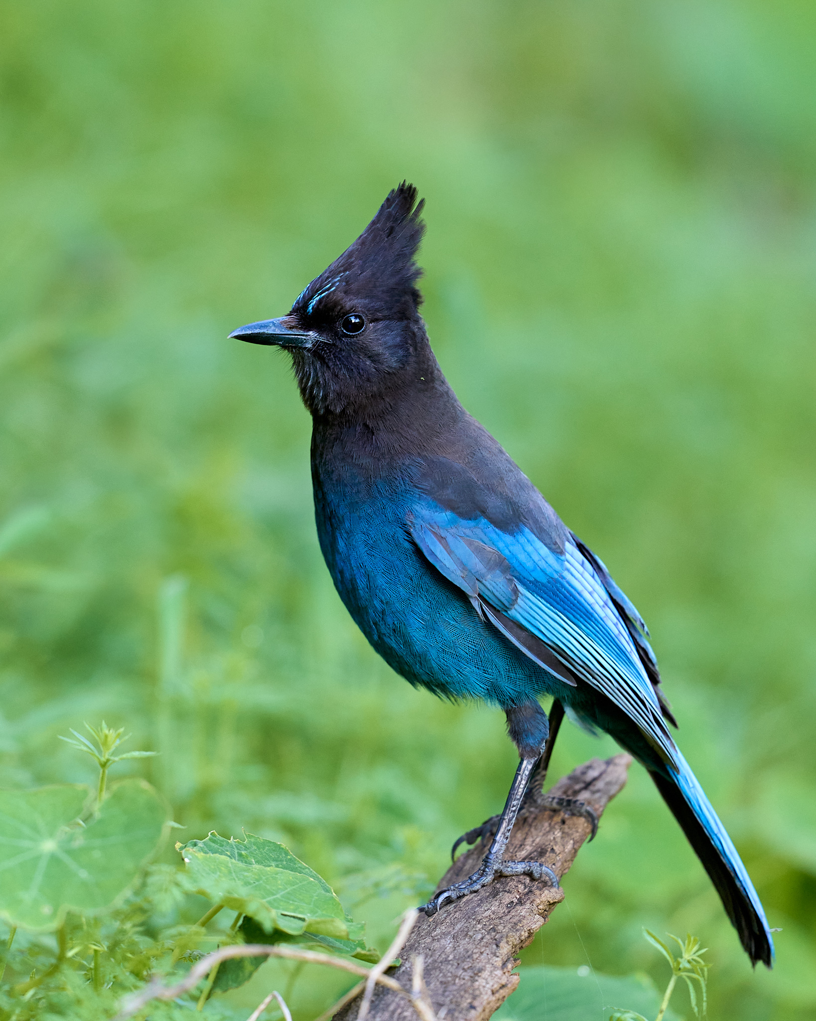 Stellar’s Jay Portrait