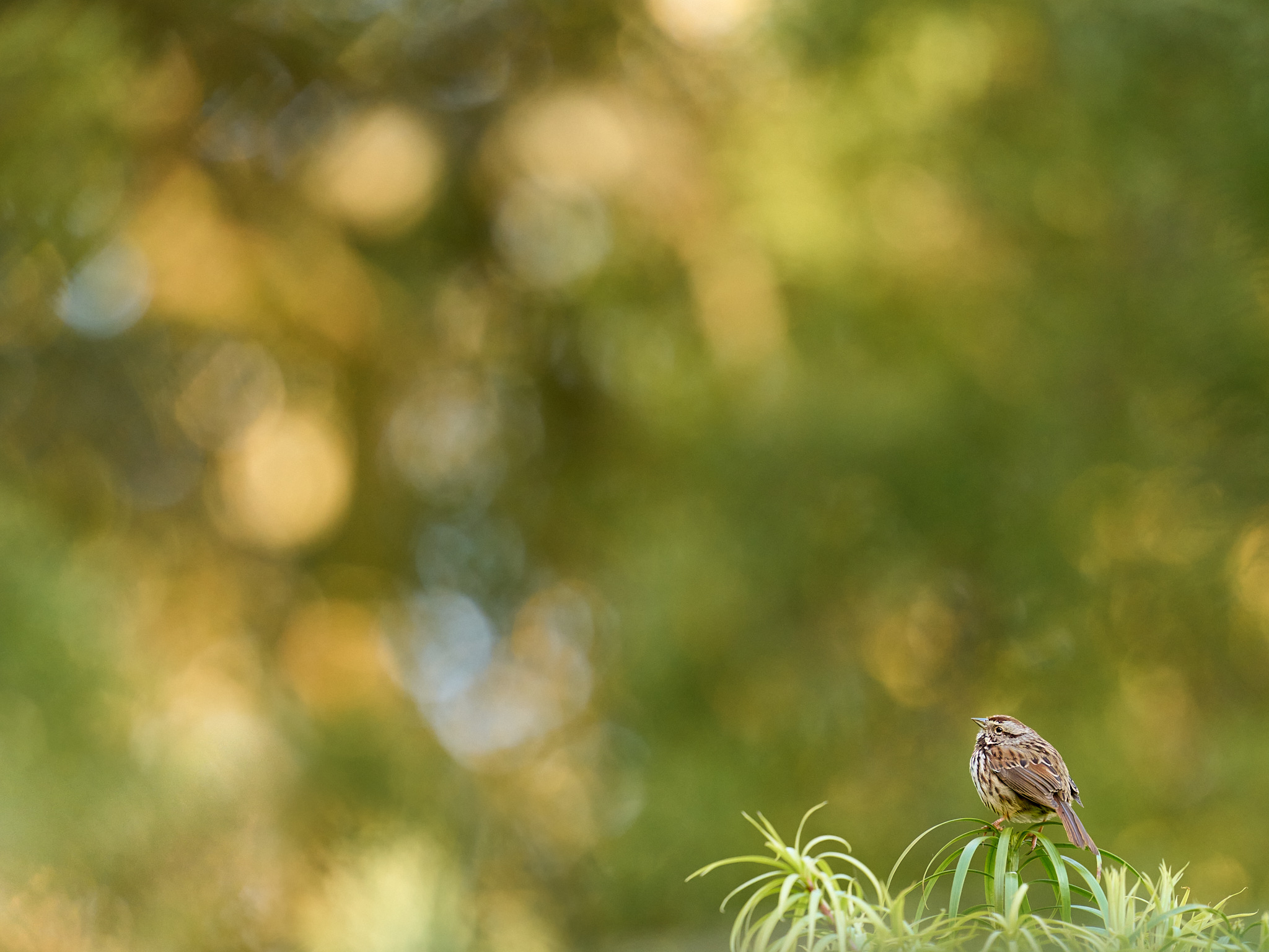 Song Sparrow Scene