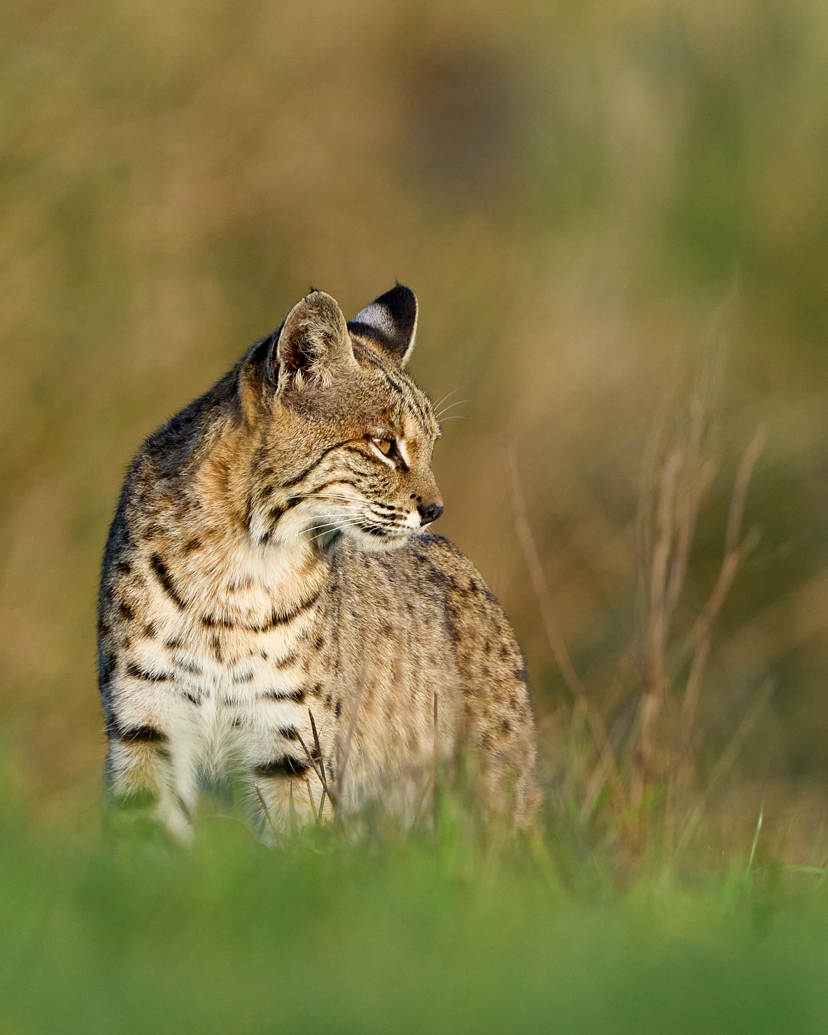 Evening Bobcat
