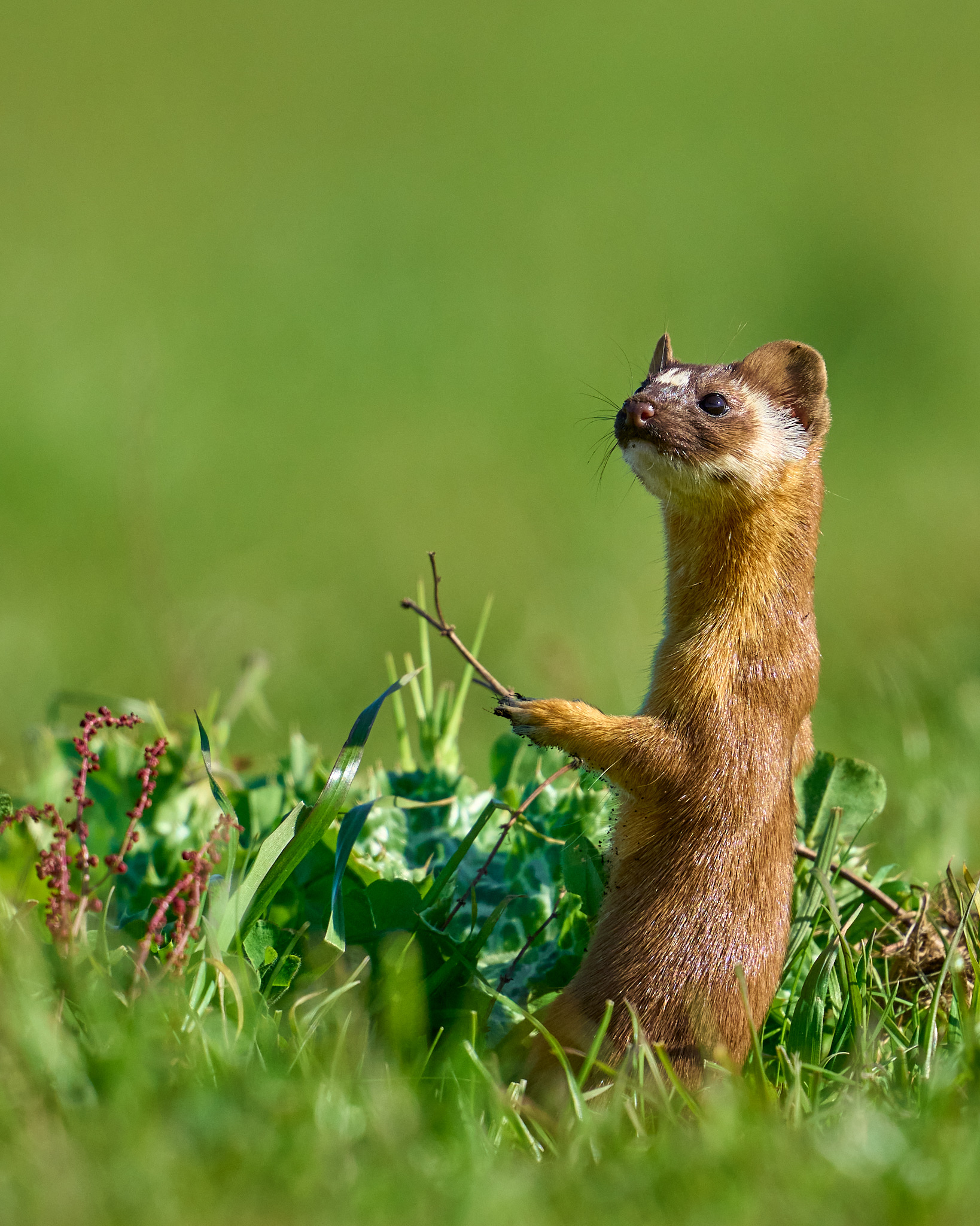 Weasel With Twig