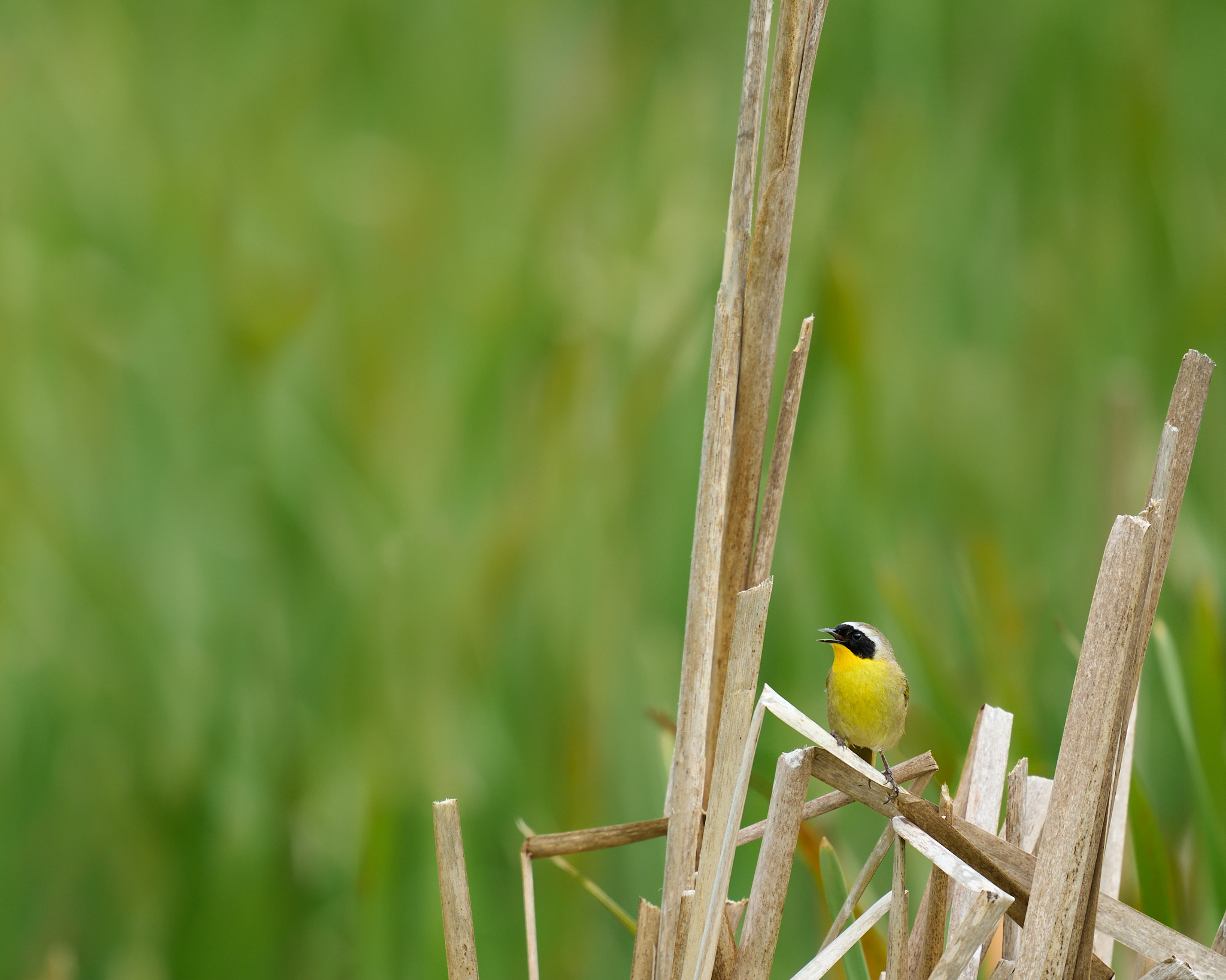 Common Yellowthroat