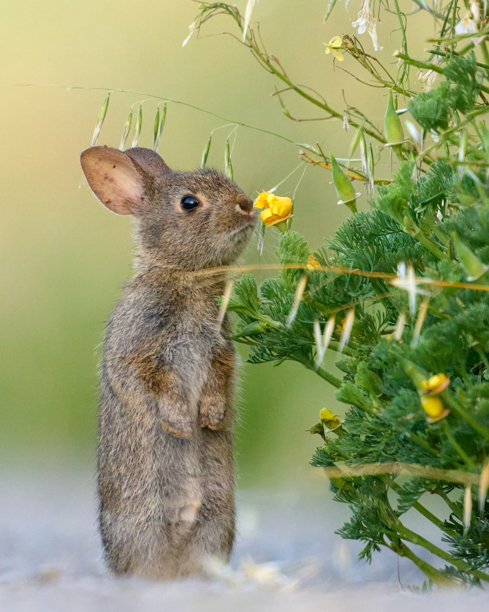 Wake up and Smell the Coast Lupine