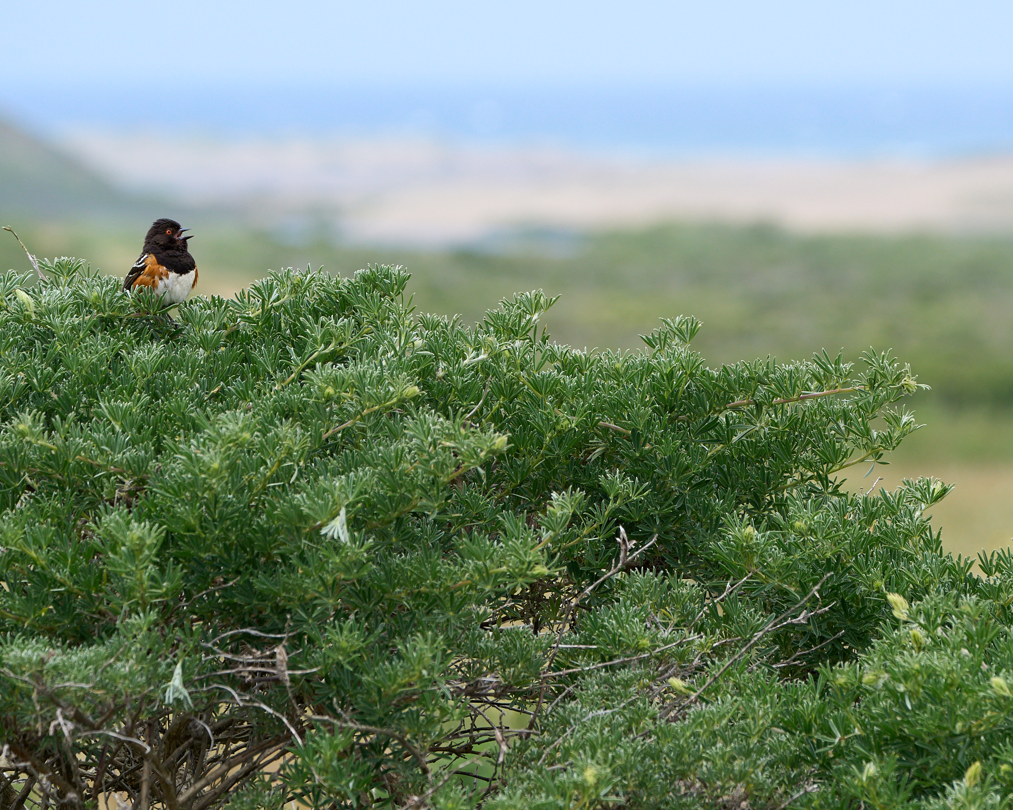Towhee Landscape