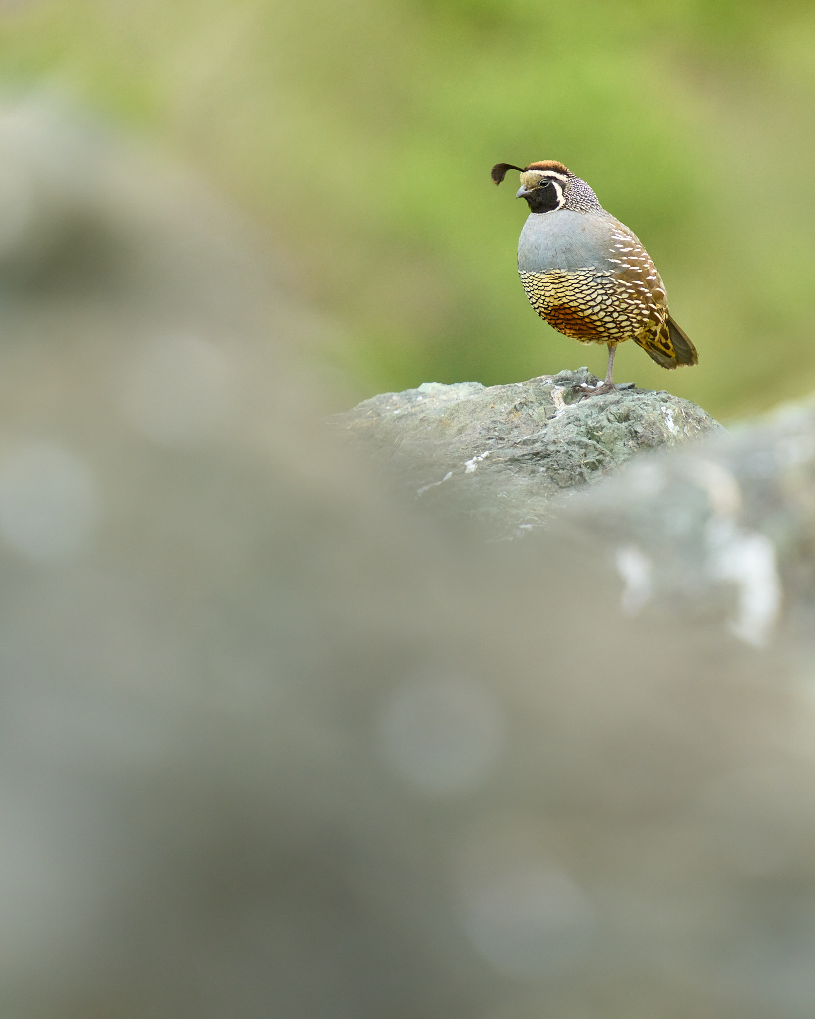 Quail On a Rock