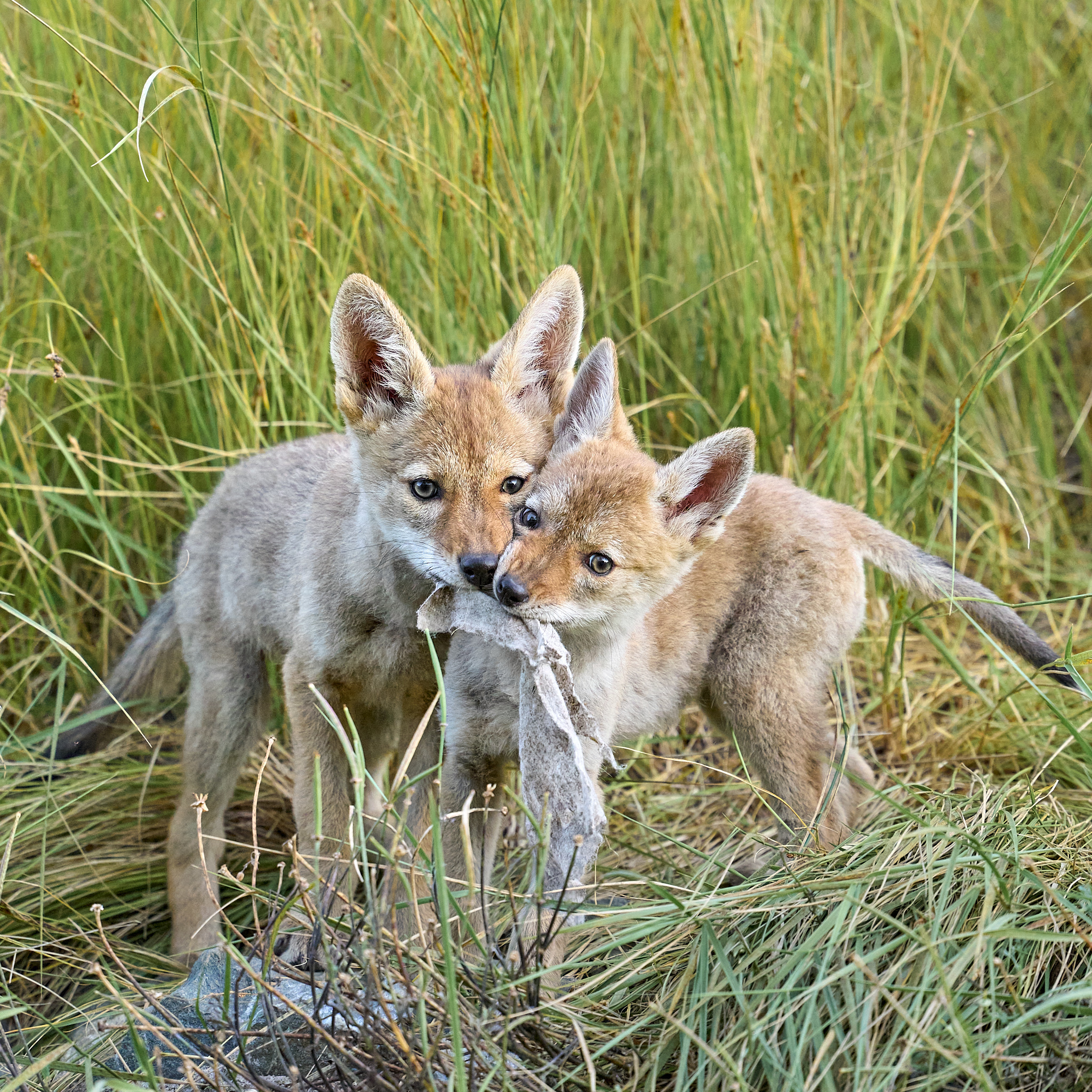 Coyote Tug O’ War