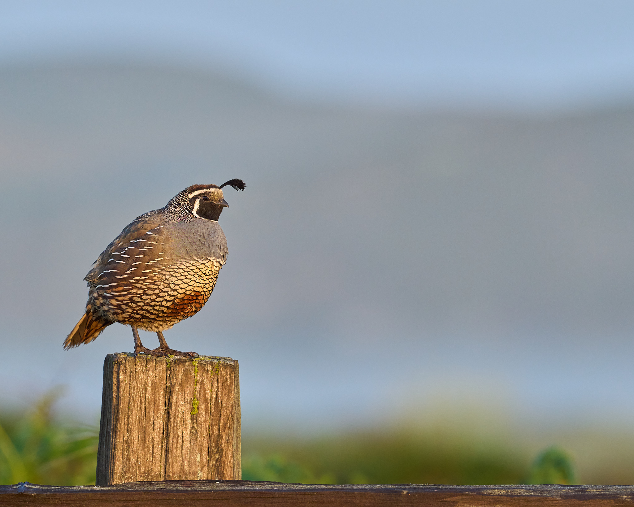 Morning Quail