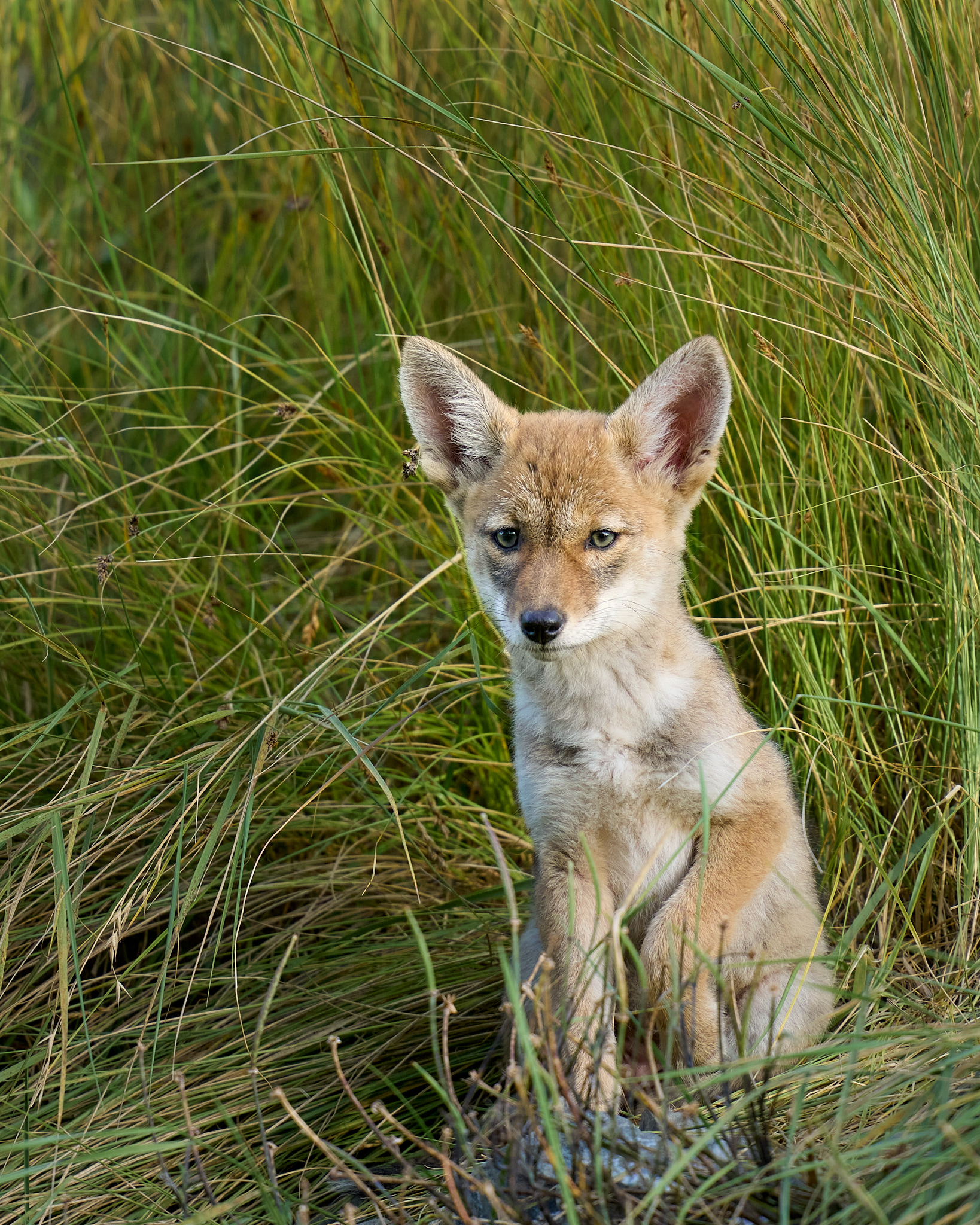 Coyote Pup Venturing Out of the Den