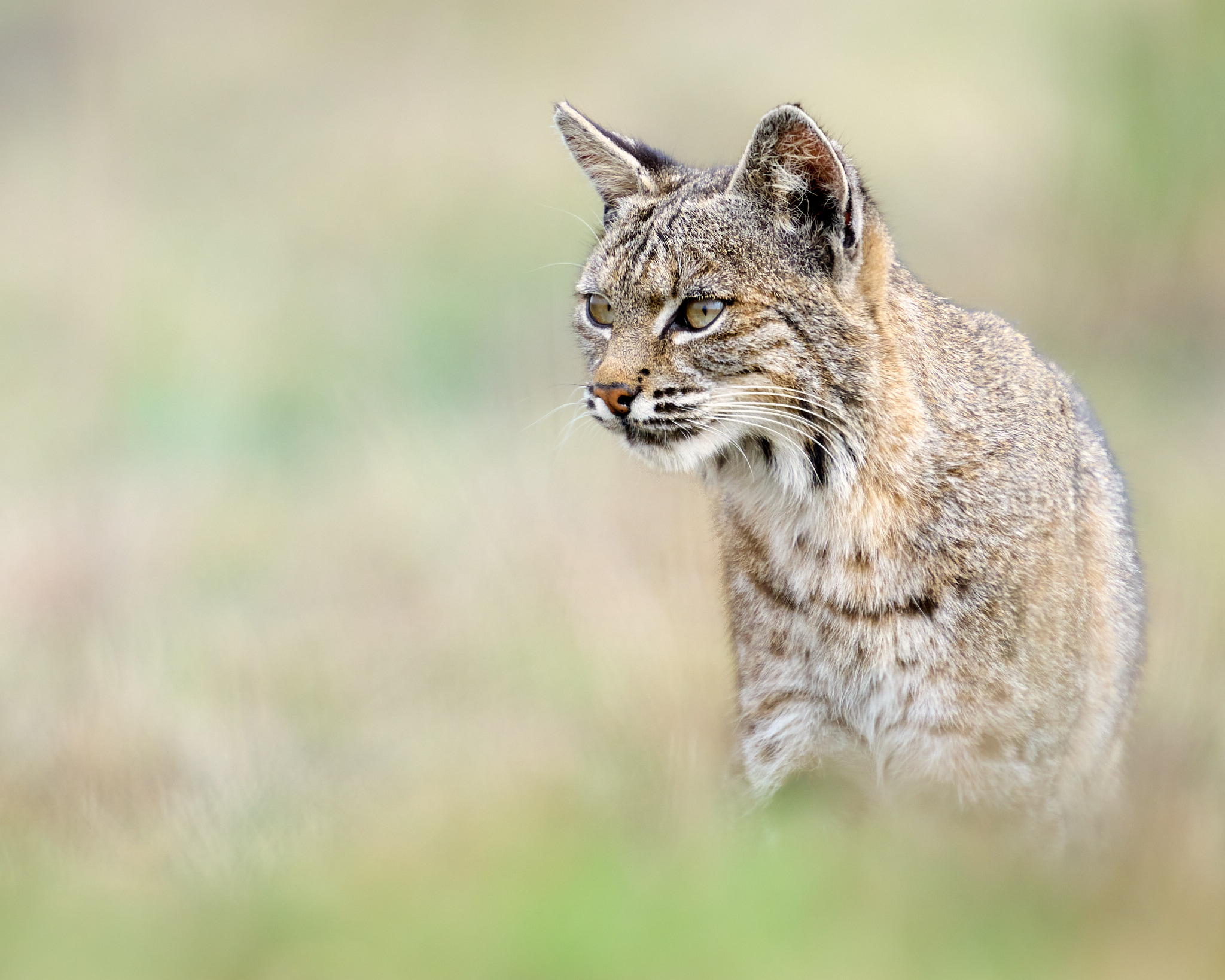 Bobcat Portrait