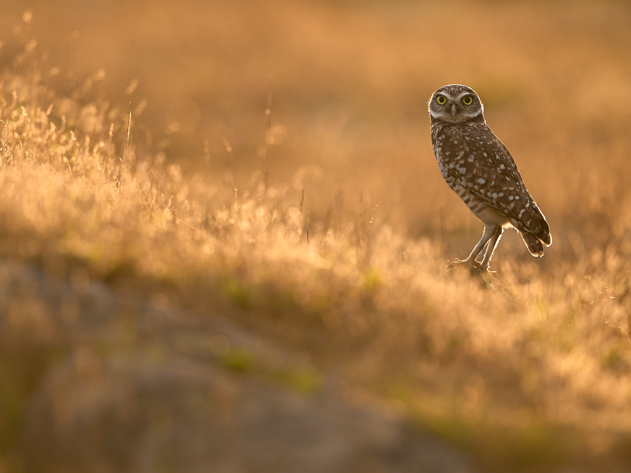 On The Trail Of The Golden Owl