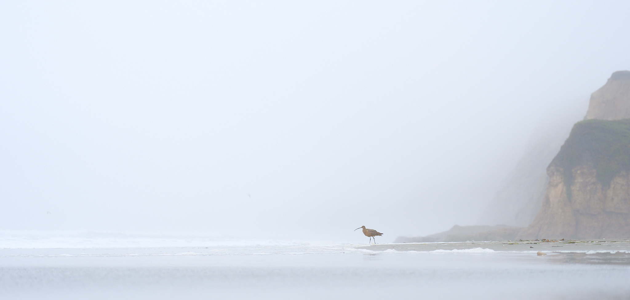 Curlew on the Edge of the World