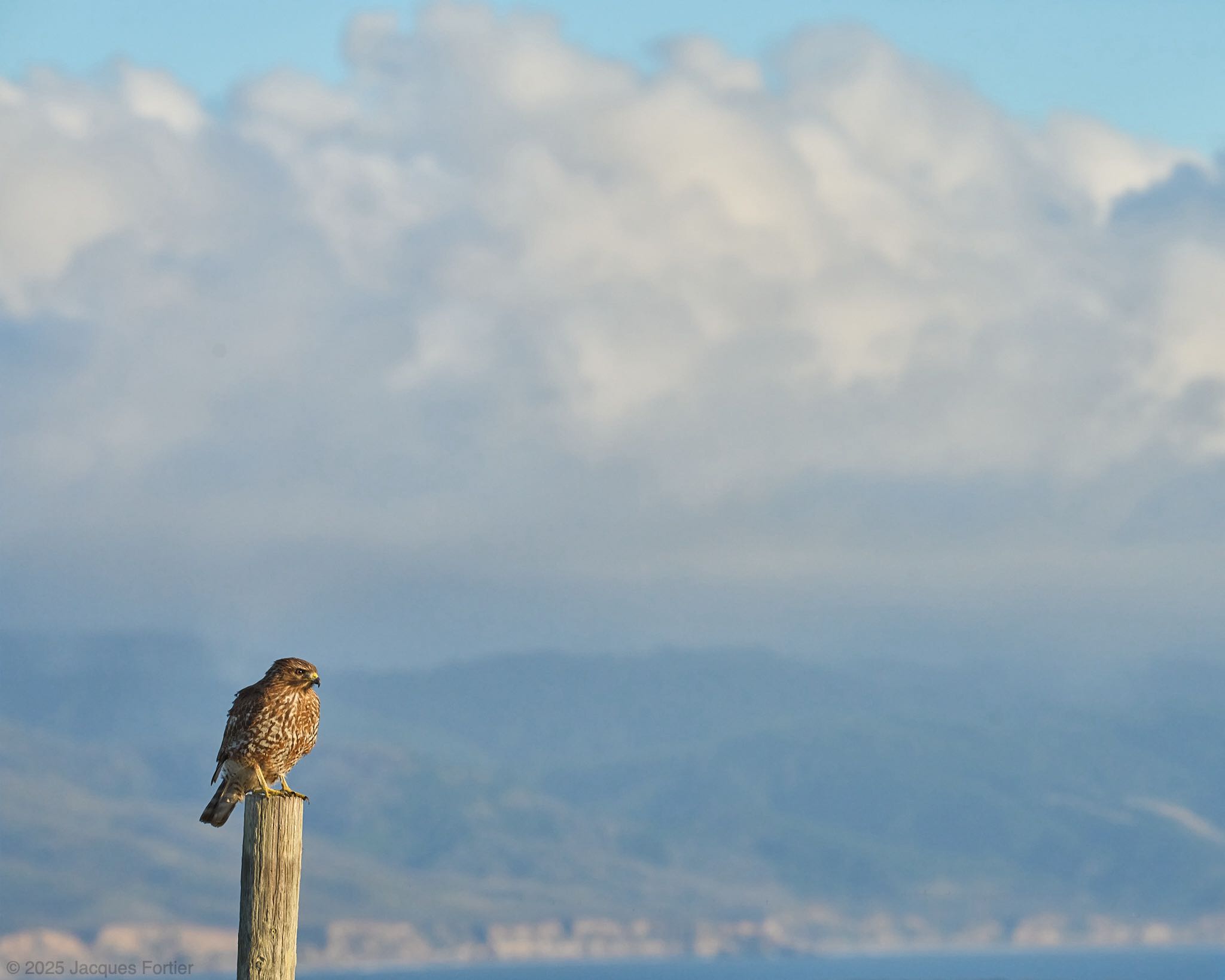 Estero Hawk