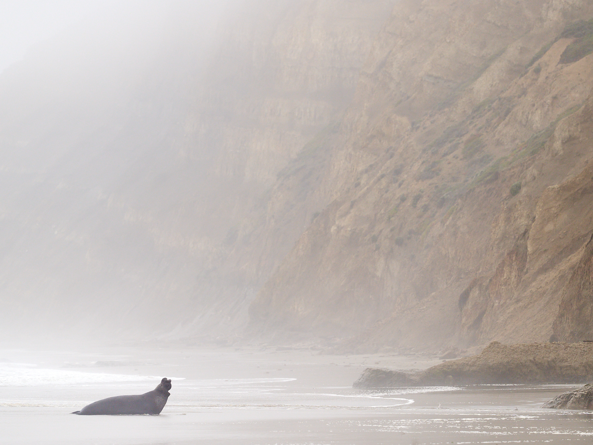 Foggy Day at the Seashore