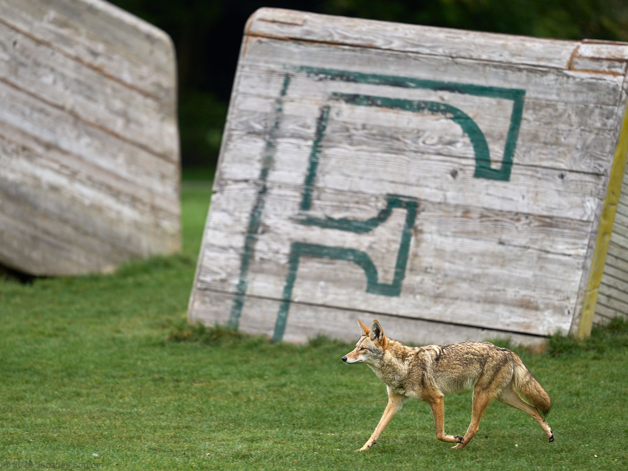 Putting the E in Coyote