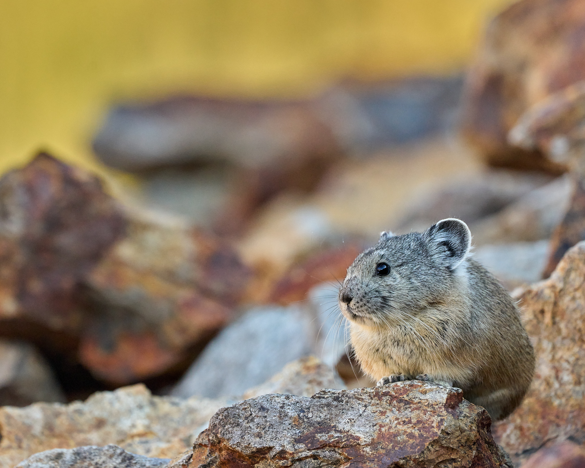 Pining for Pikas