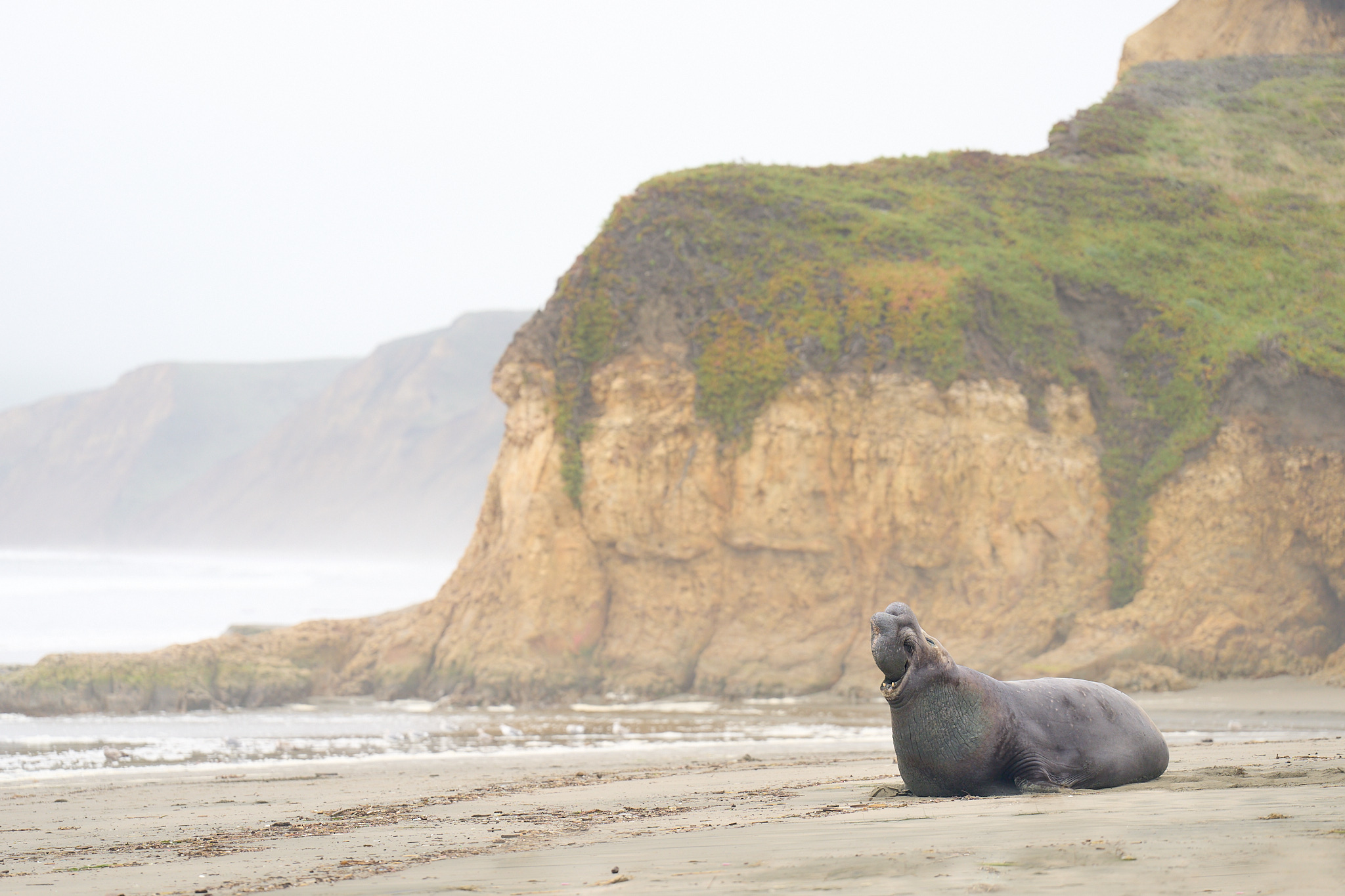 Happy International Day of the Seal