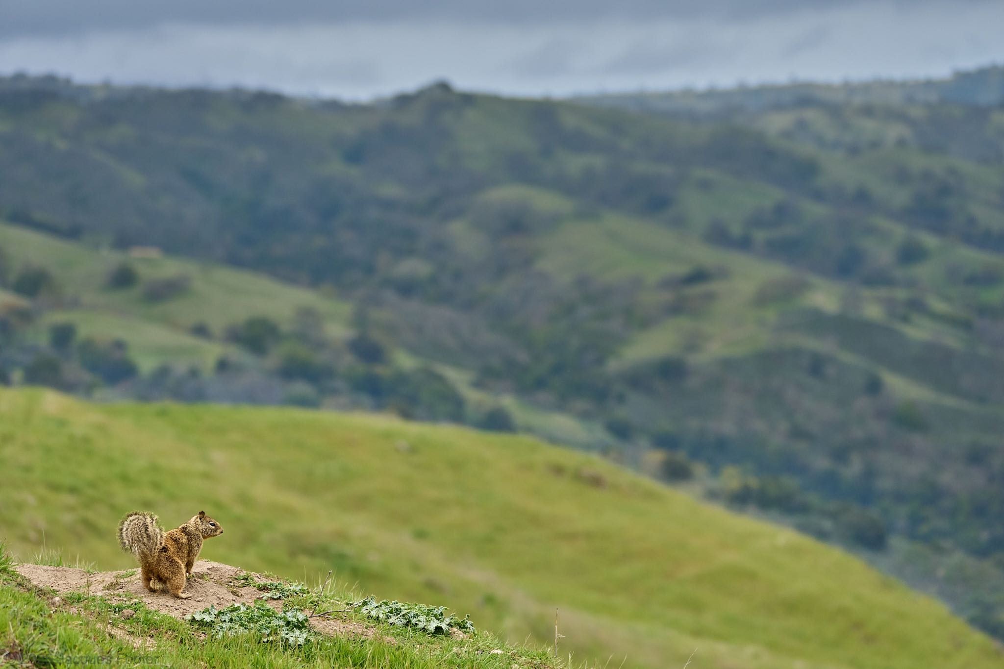 Ground Squirrel Scene