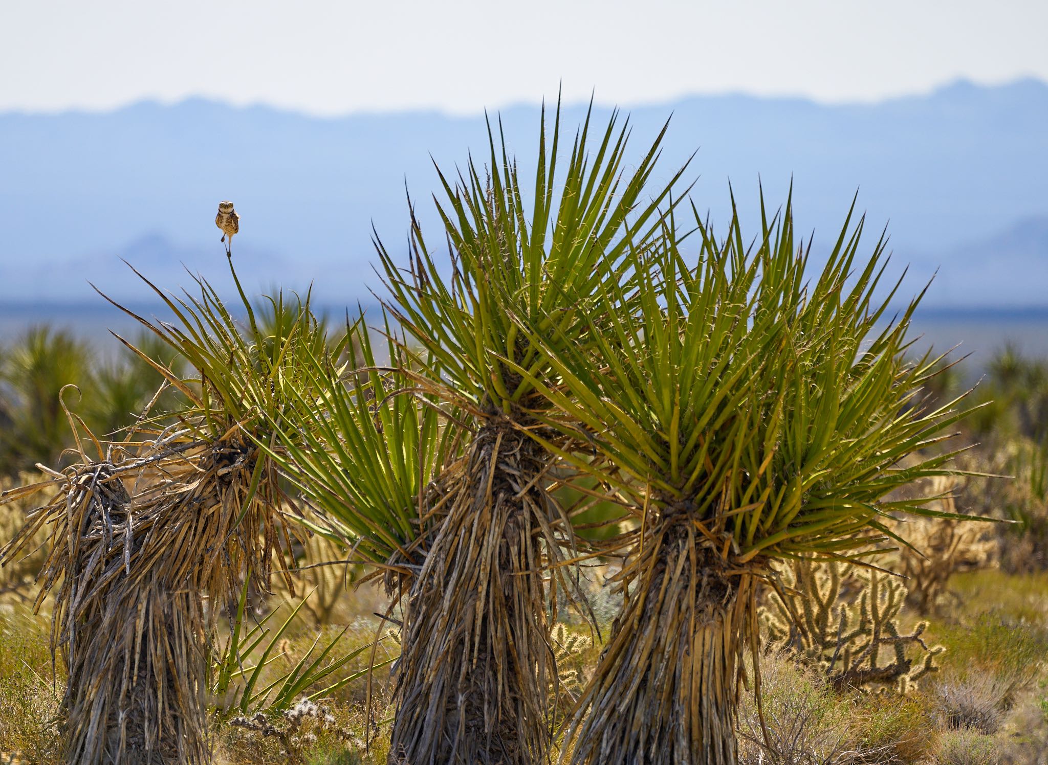 Desert Owl