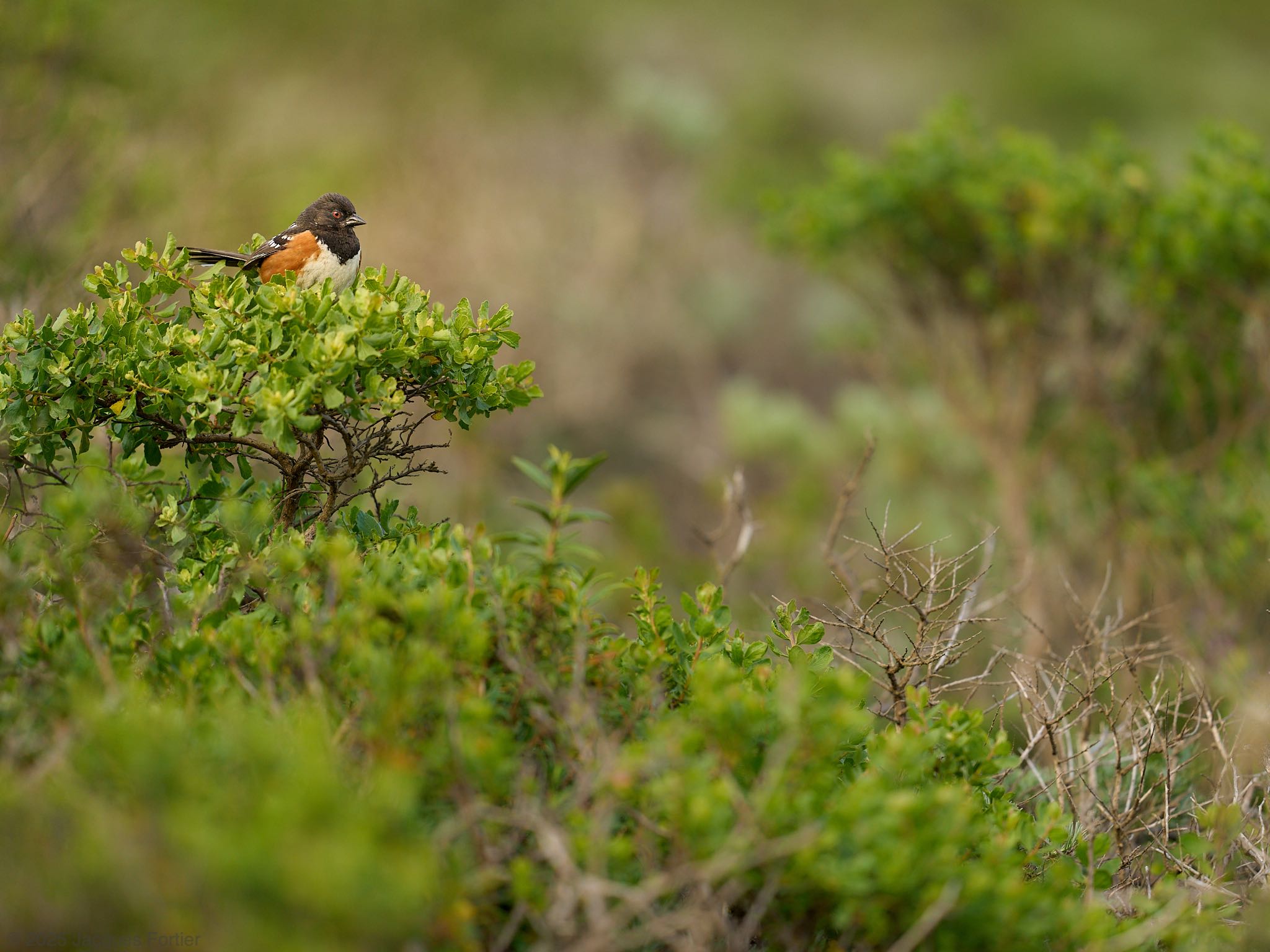 Spotted Towhee in the Coyote Brush