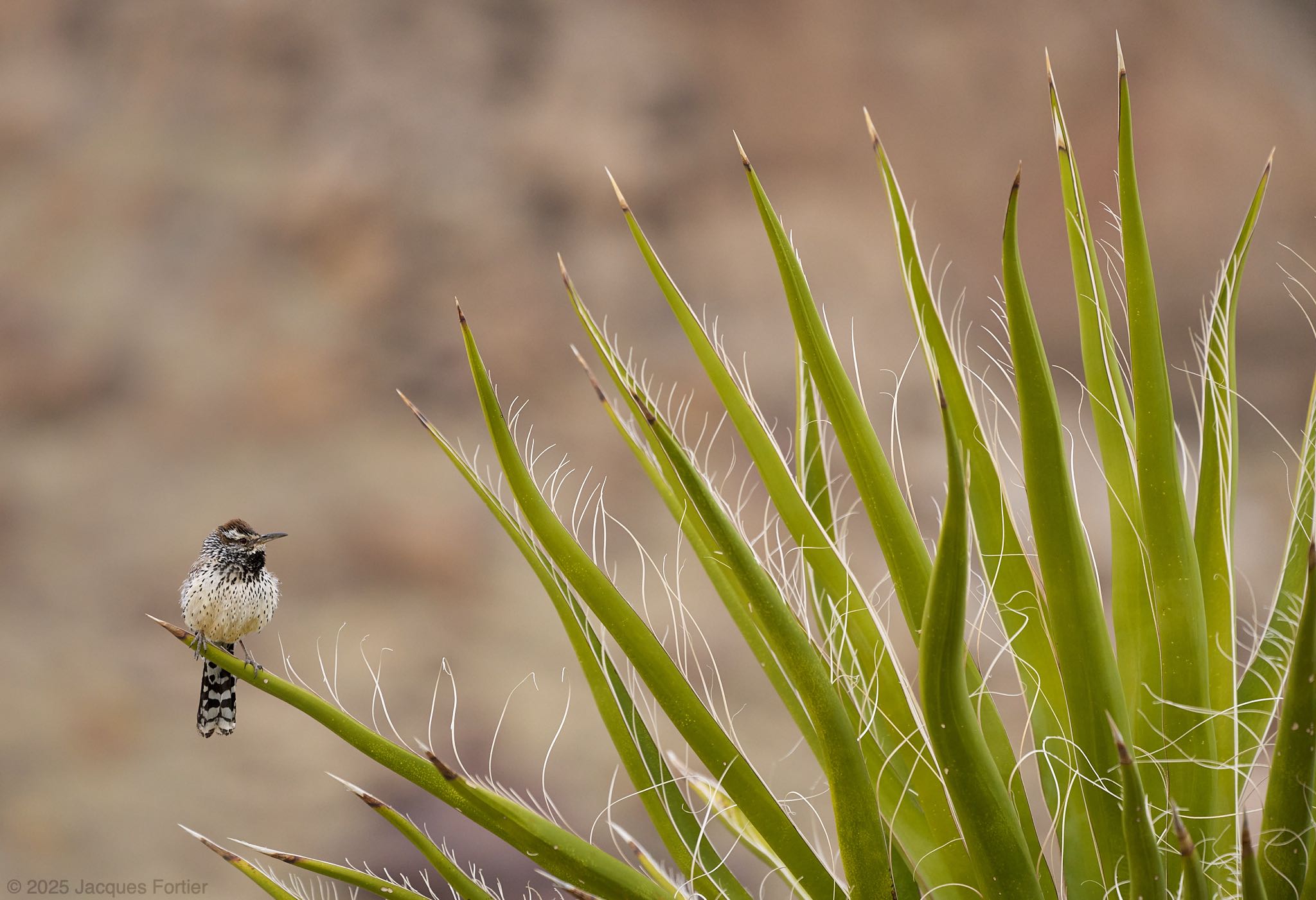 Cactus Wren
