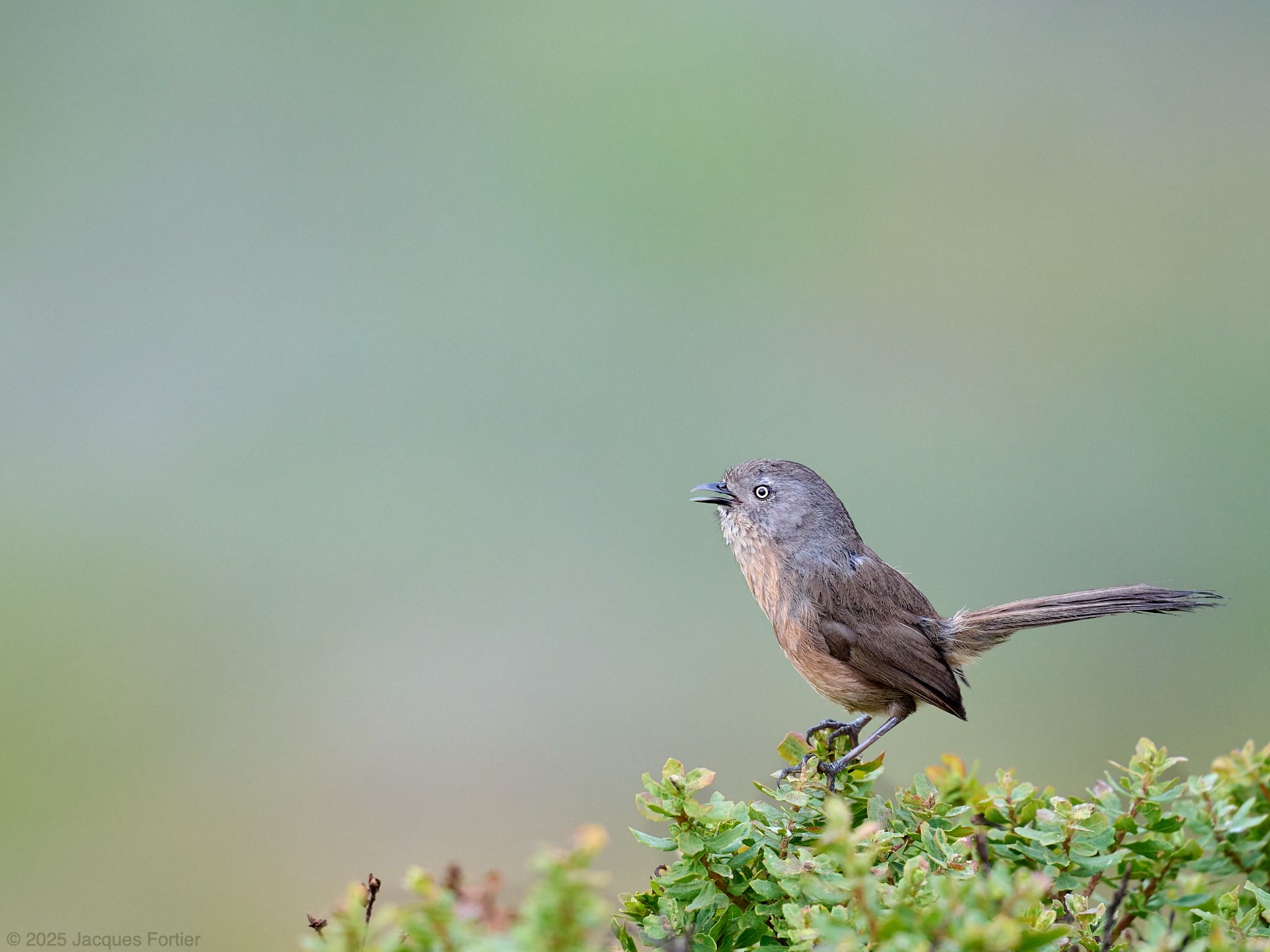 Wrentit Portrait
